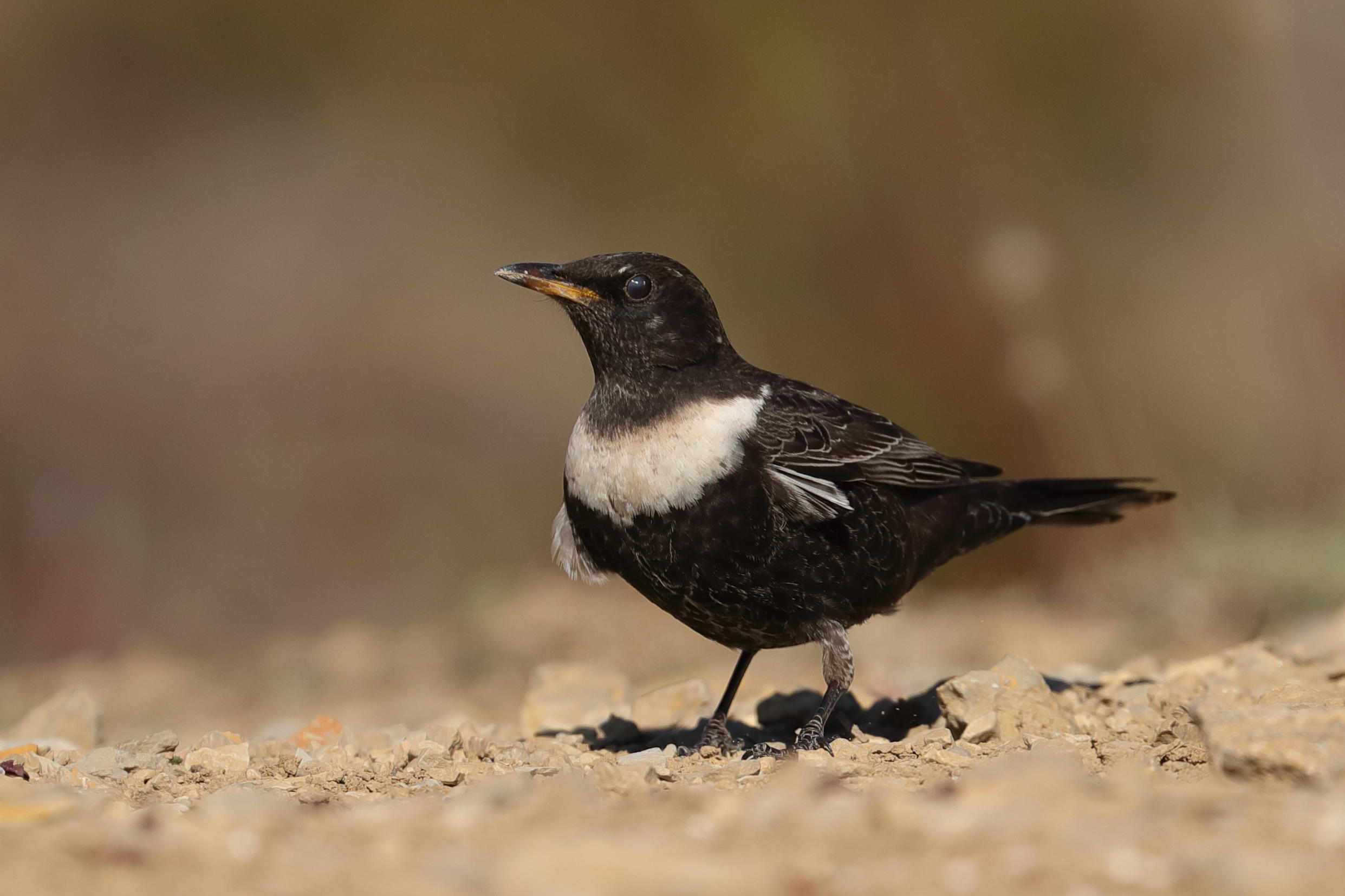 Ring Ouzel.  Spain