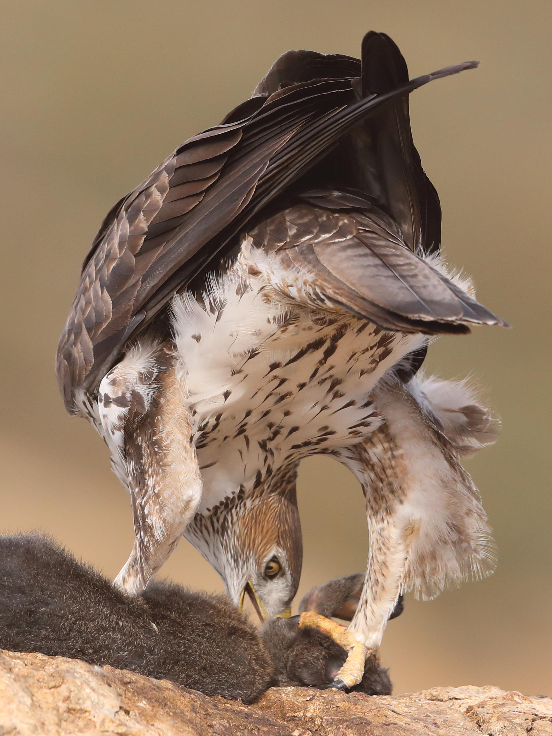 Bonellis Eagle    Spain
