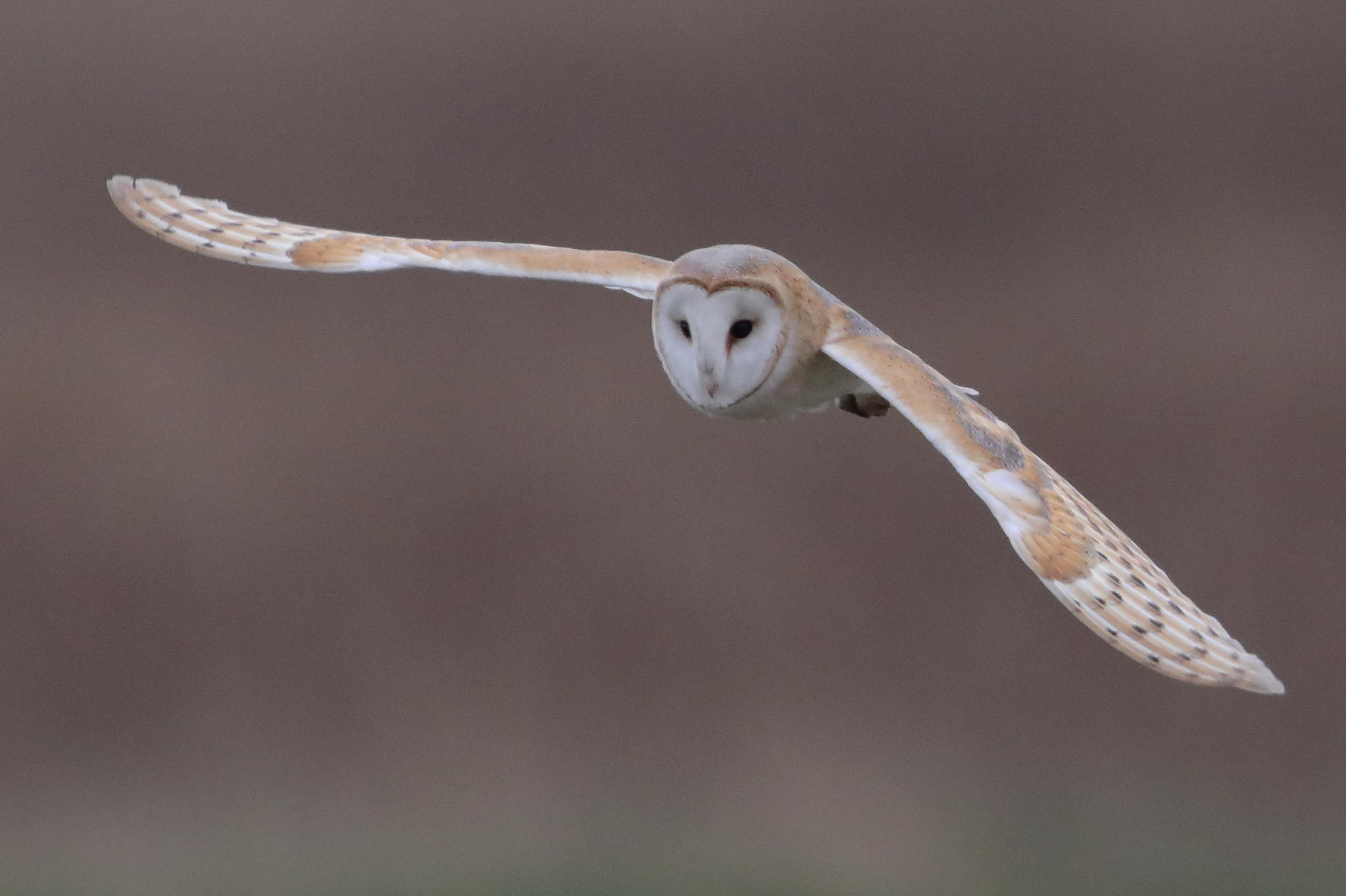 Barn Owl    England