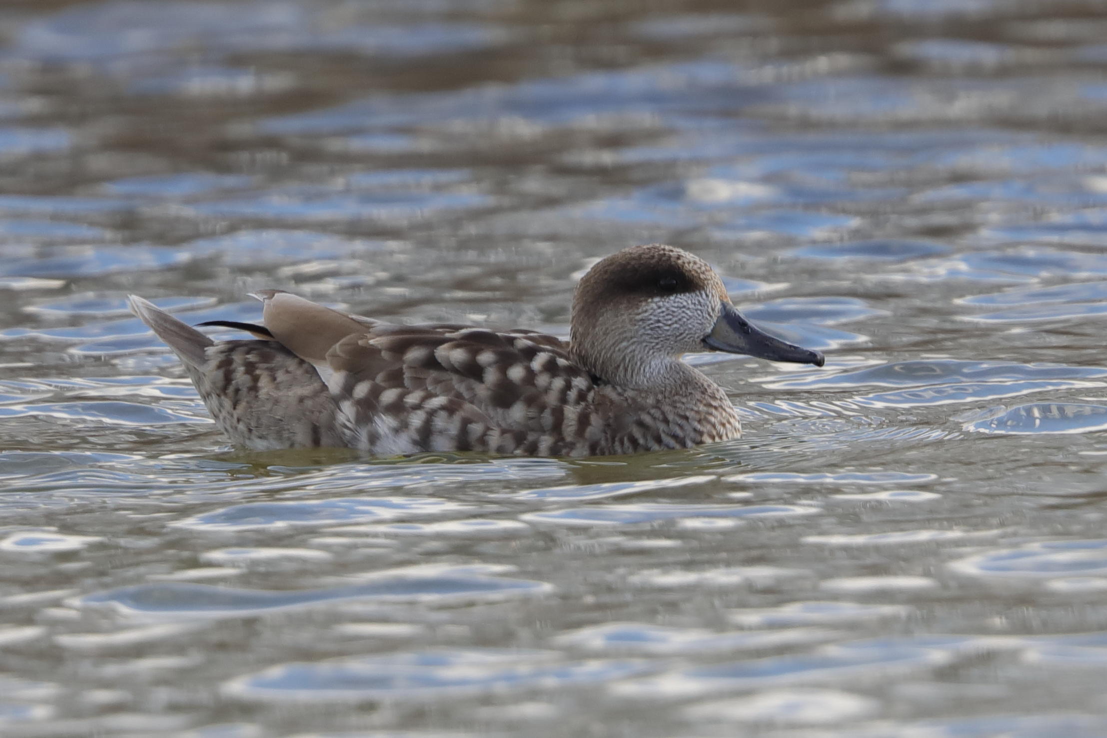 Marbled Duck    Spain