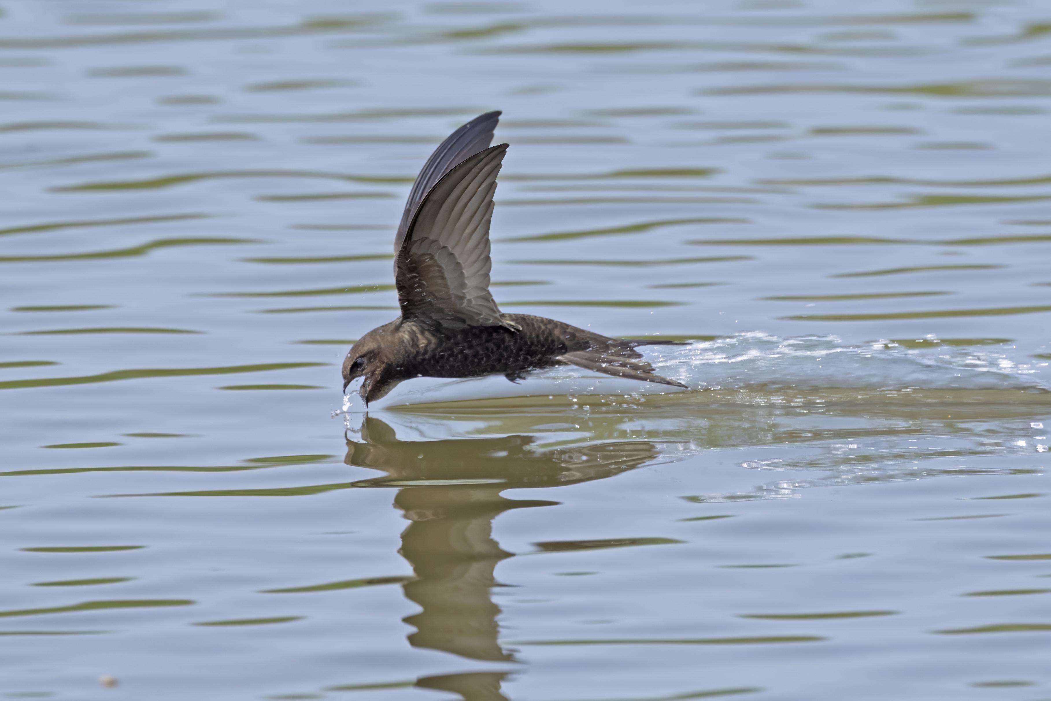 Common Swift     Lesvos,Greece