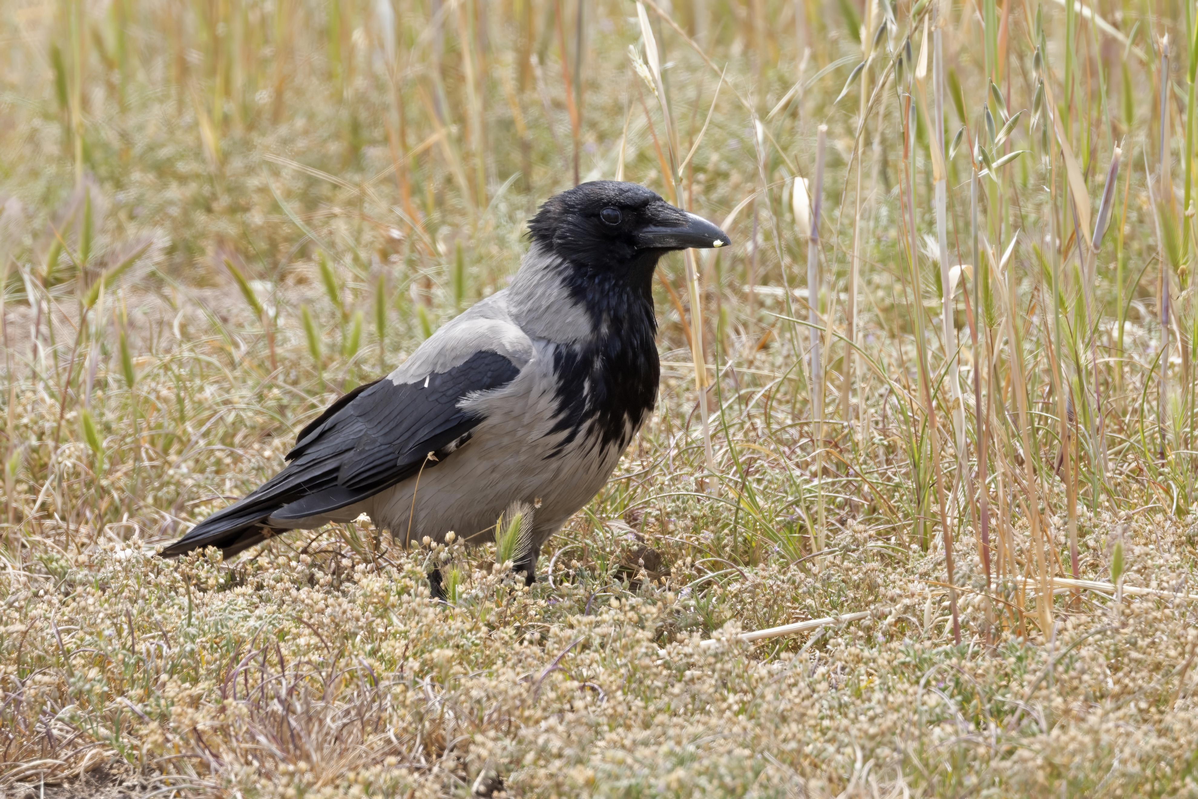 Hooded Crow     Lesvos,Greece