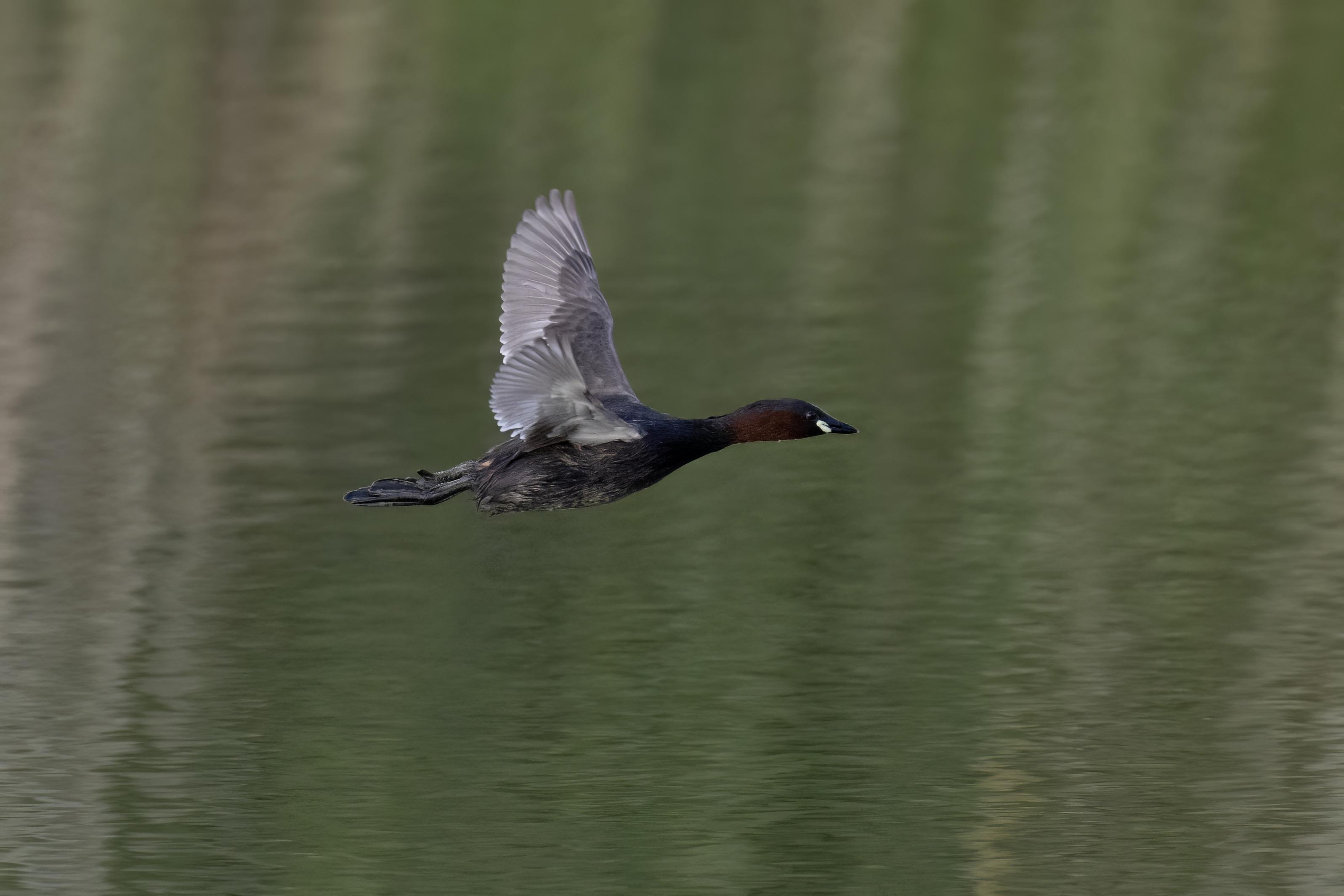 Little Grebe.      Lesvos Greece