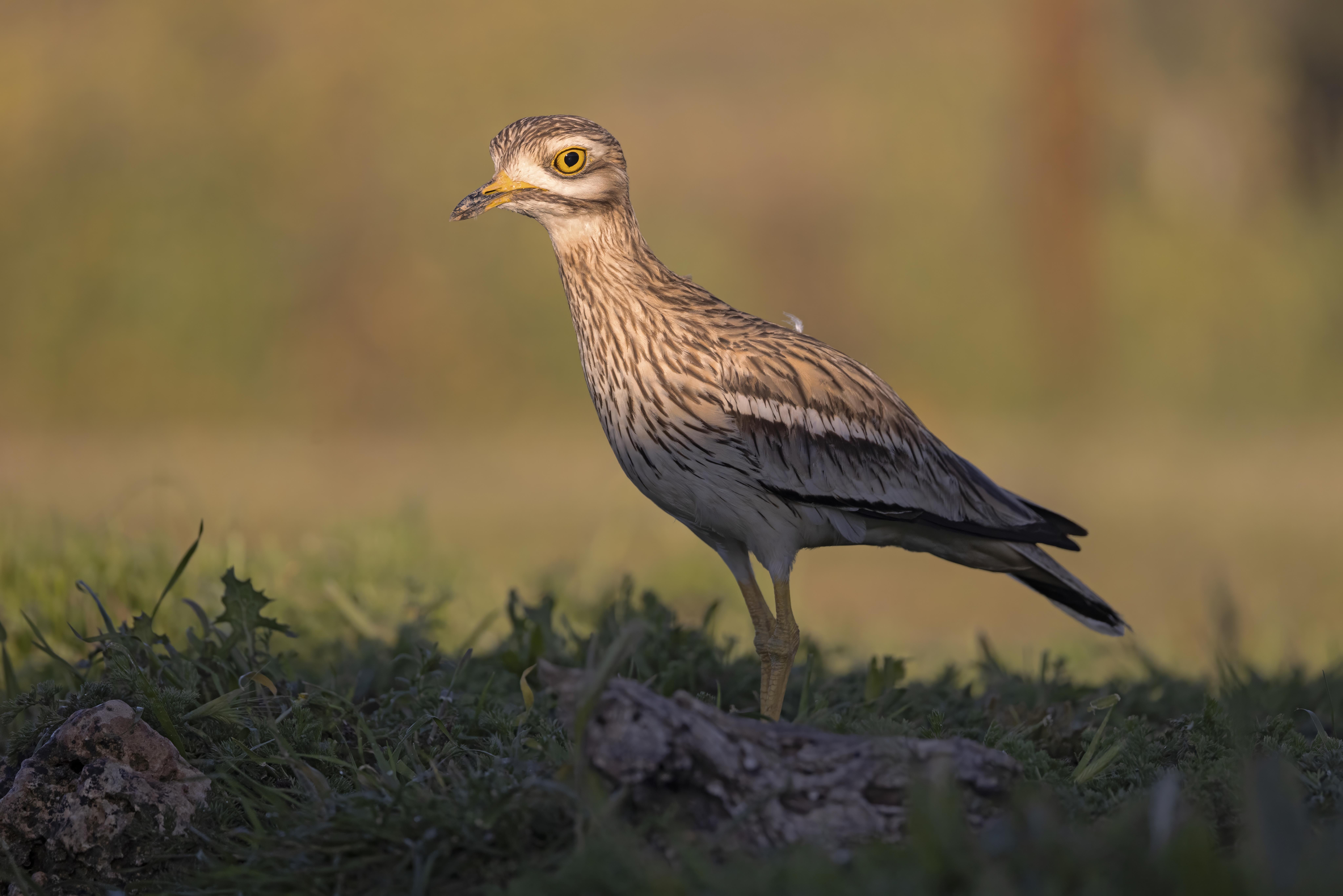 Stone Curlew.    Spain