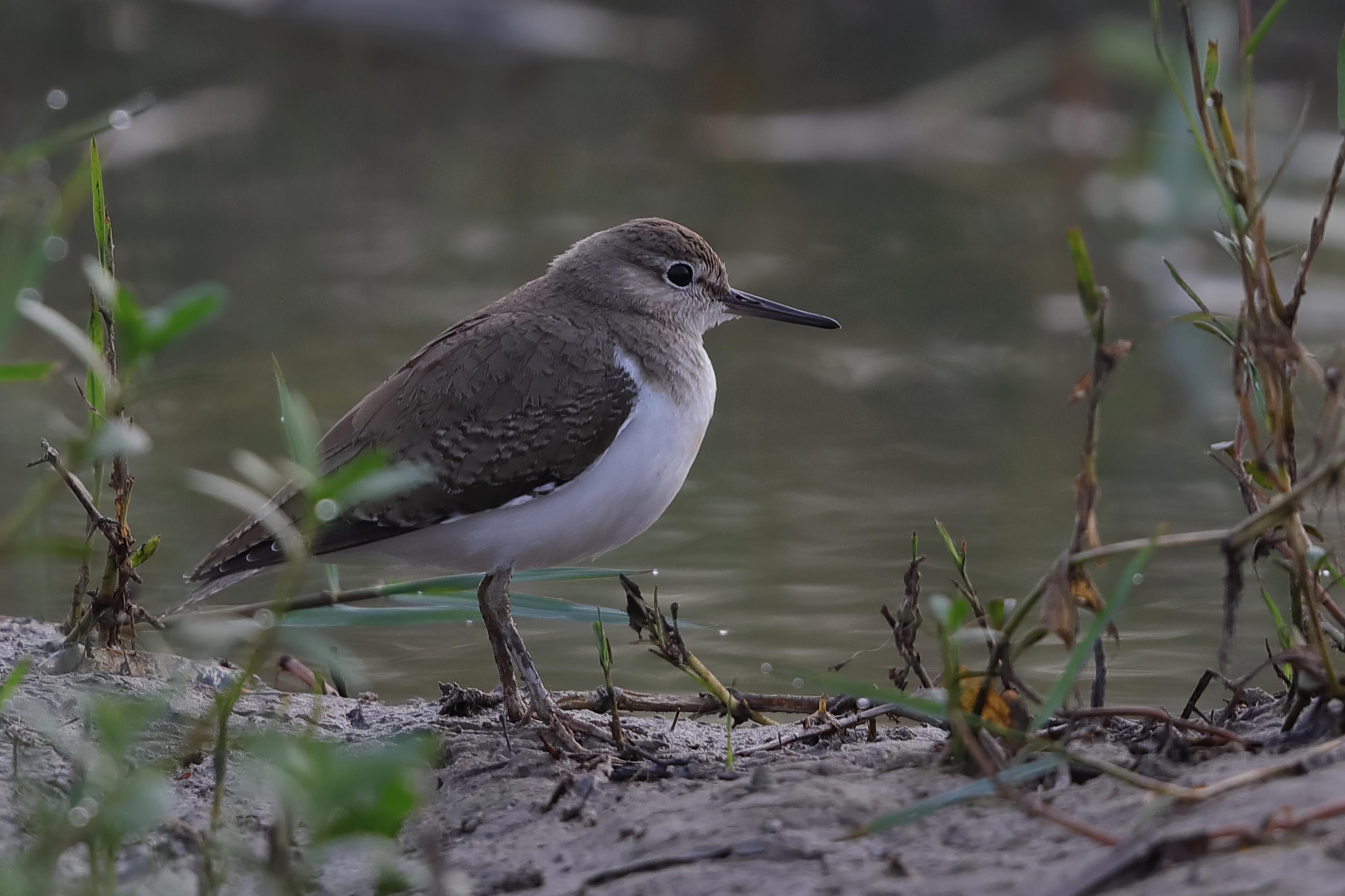 Common Sandpiper   Sri Lanka