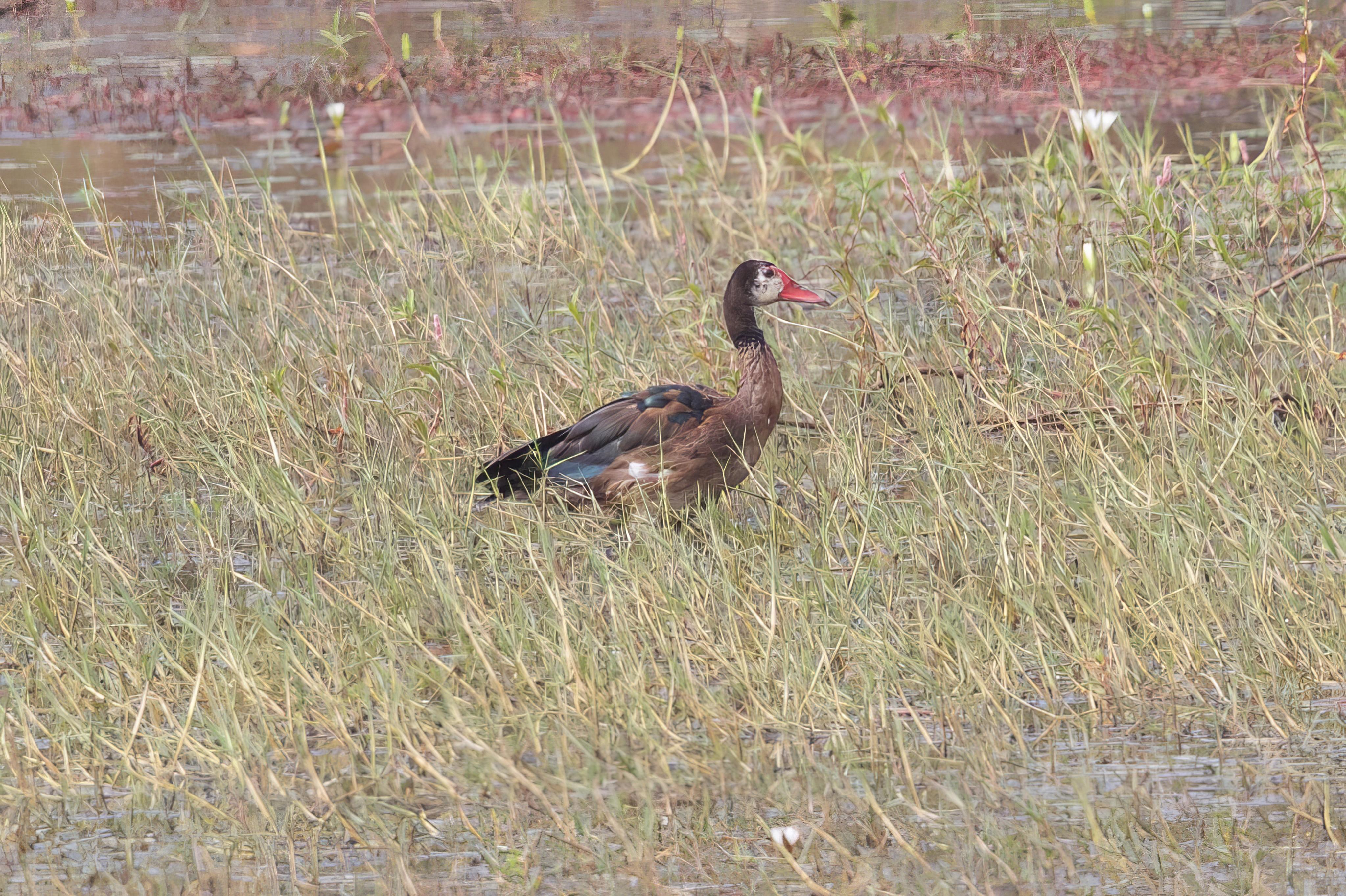 Spur-winged Goose  Gambia