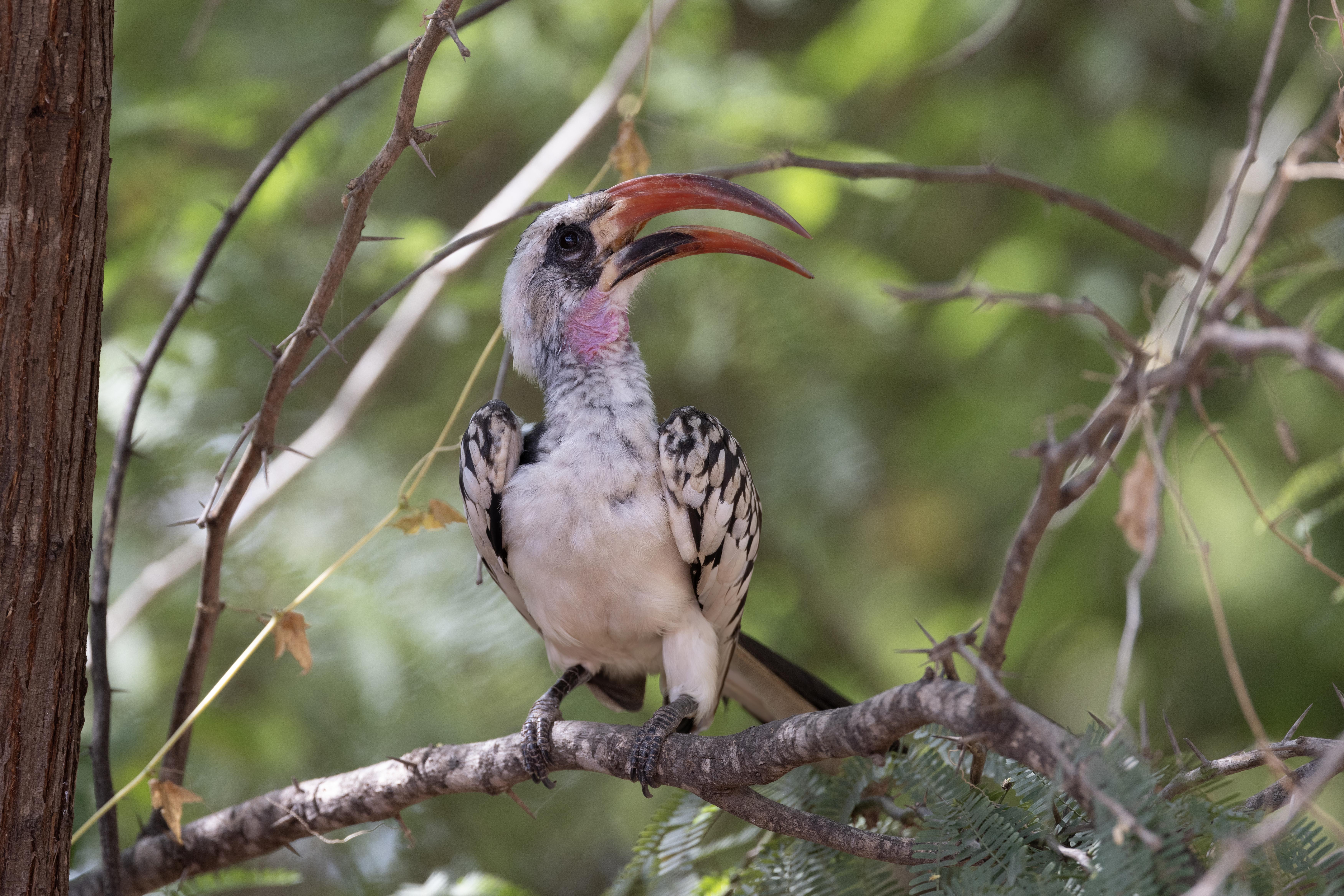 Northern Red-billed Hornbill    Senegal