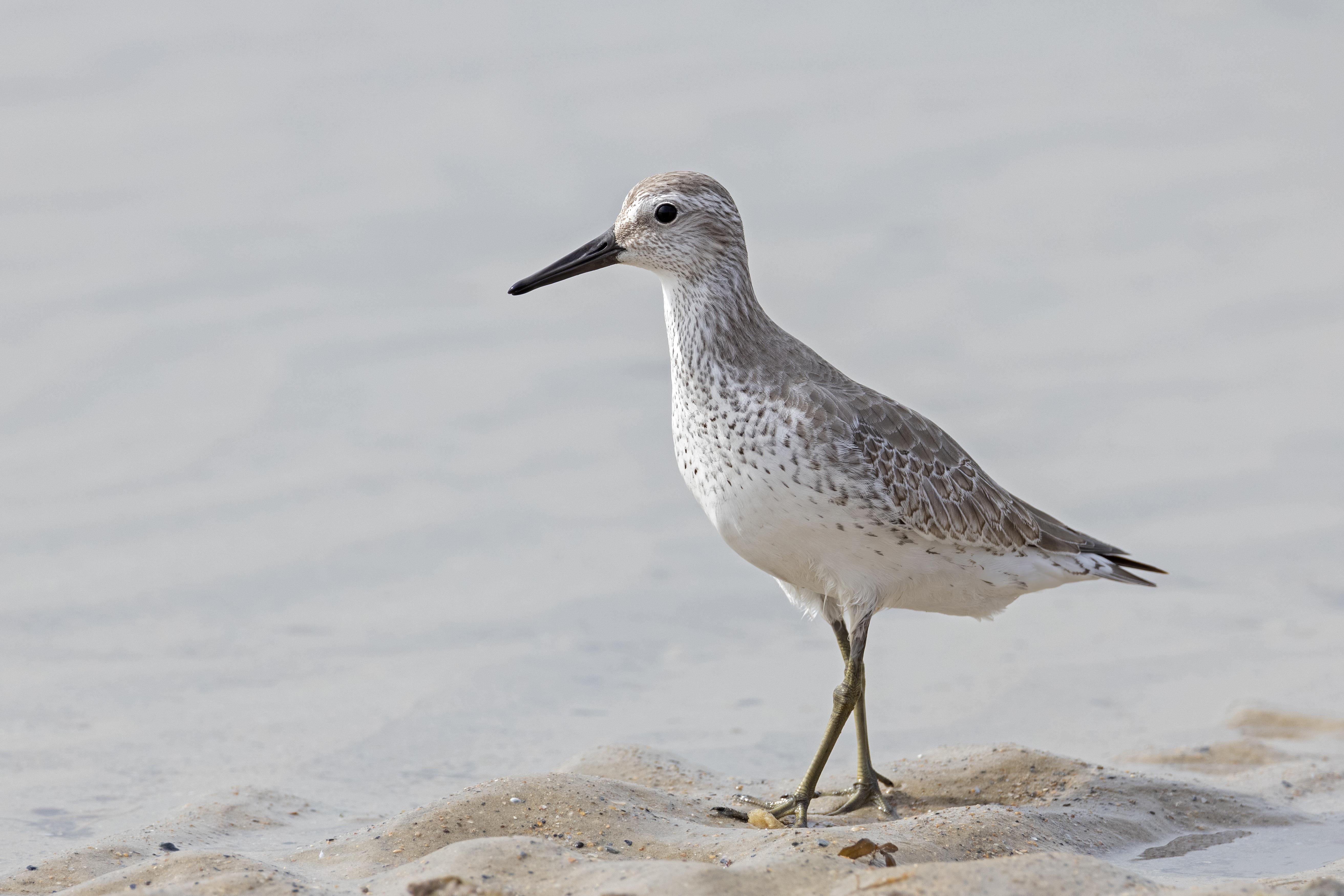 Red Knot.   Senegal