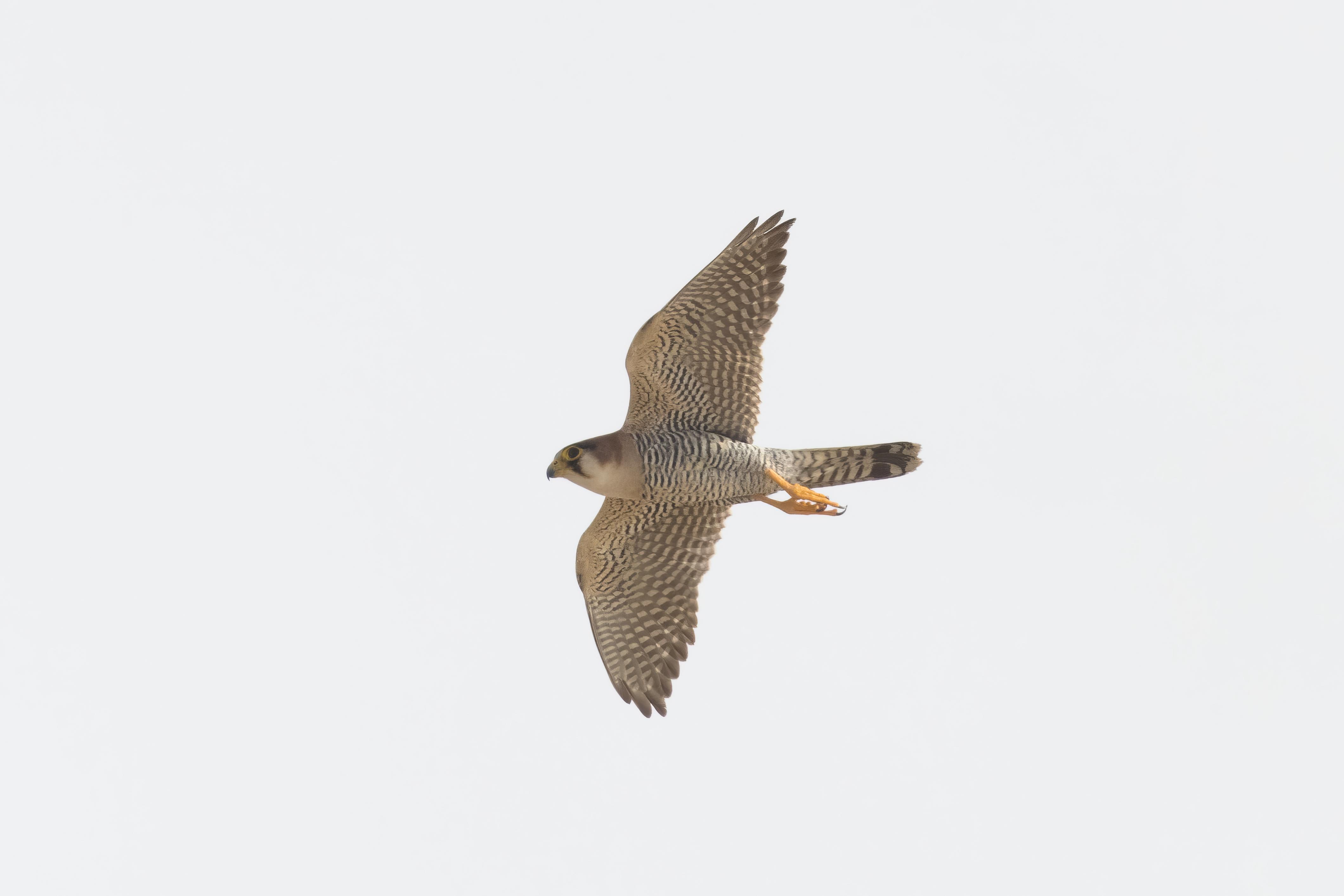 Red-necked Falcon.    Senegal
