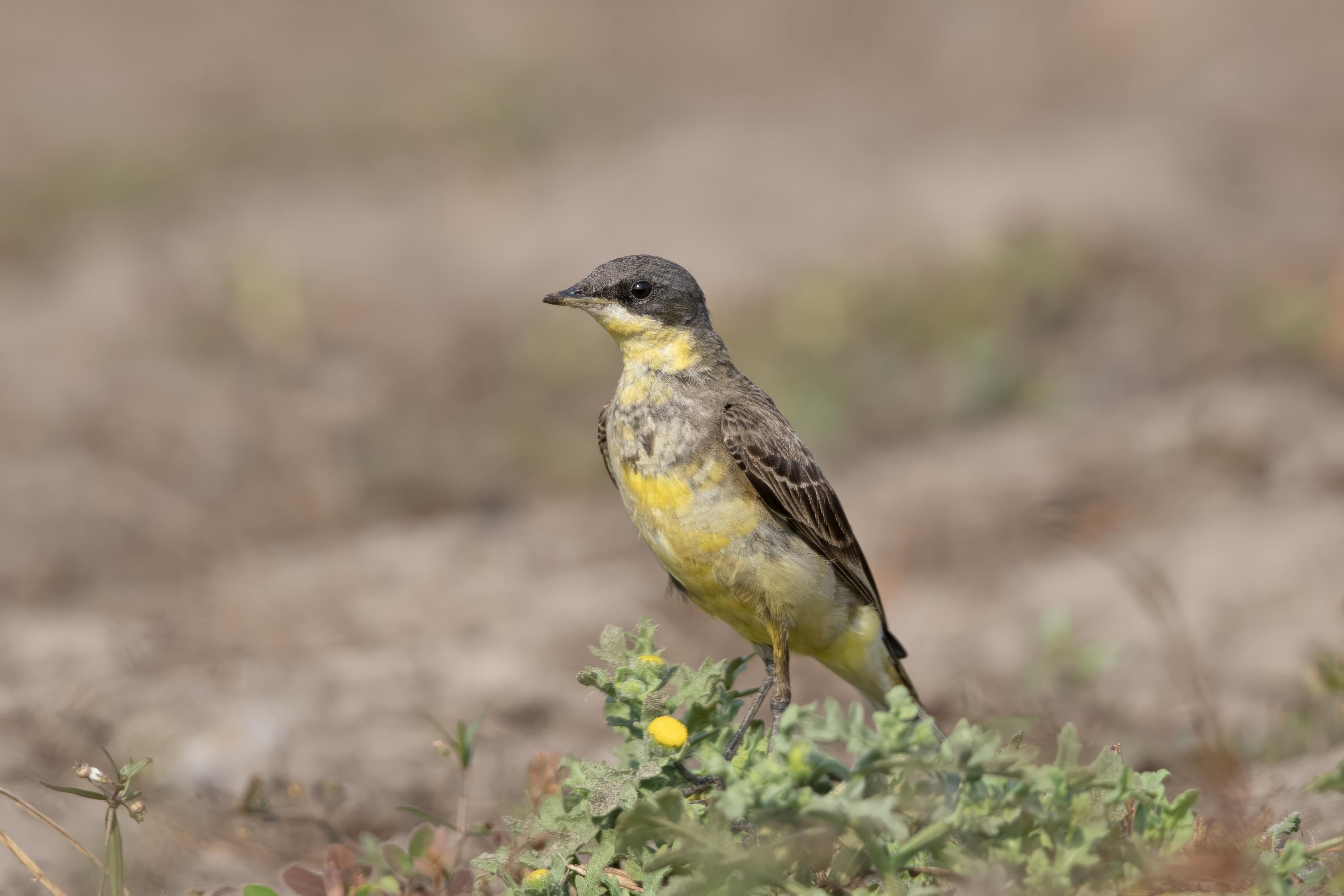 Yellow Wagtail  Goa