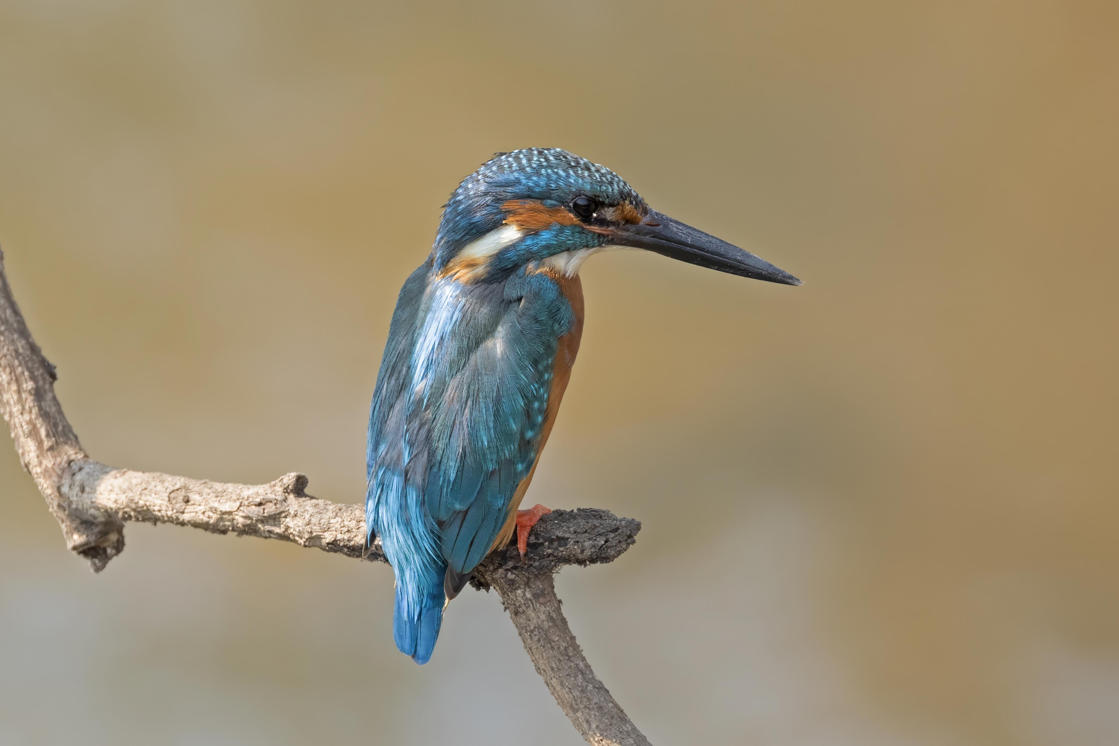 Common Kingfisher  Goa