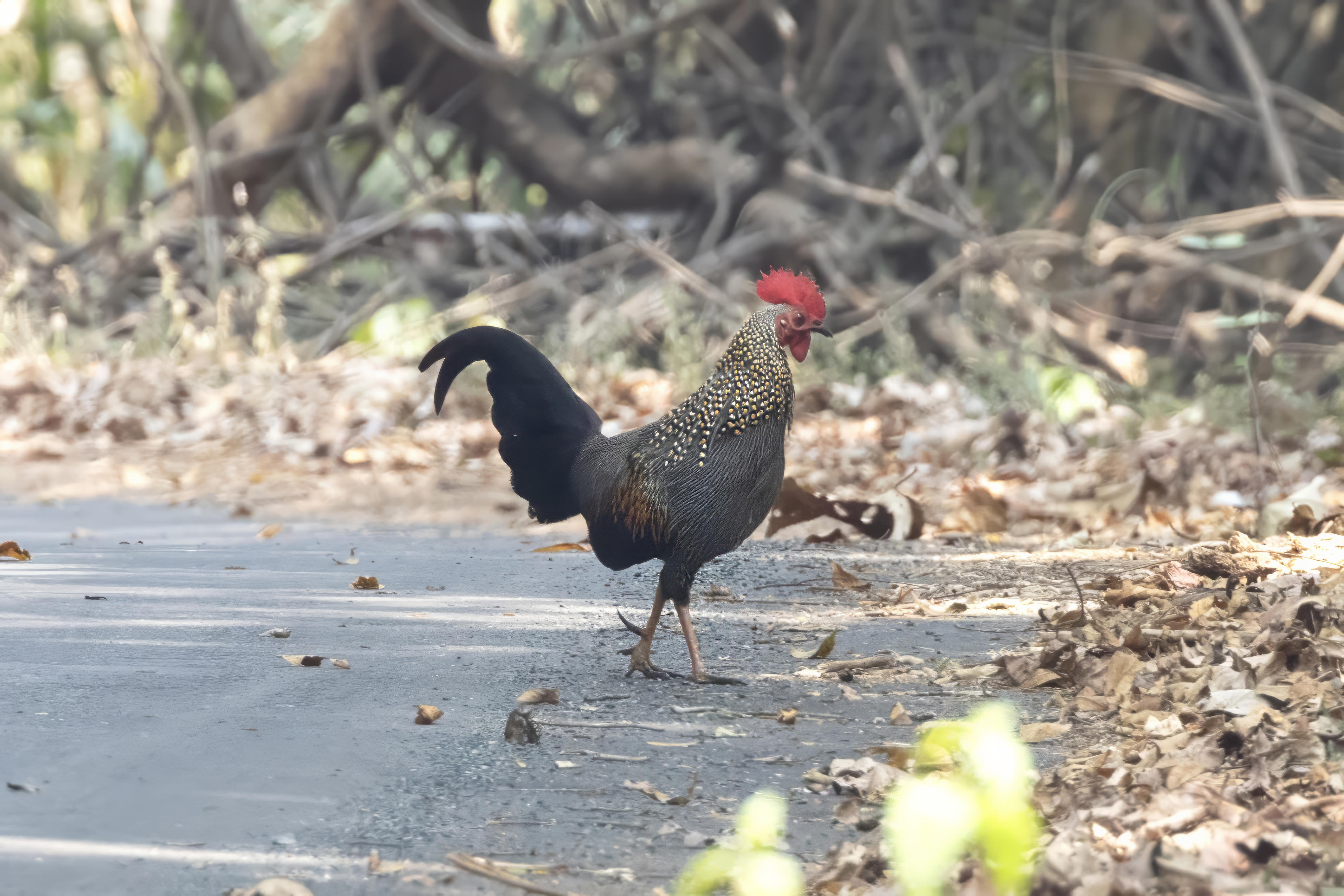 Grey Junglefowl  Goa