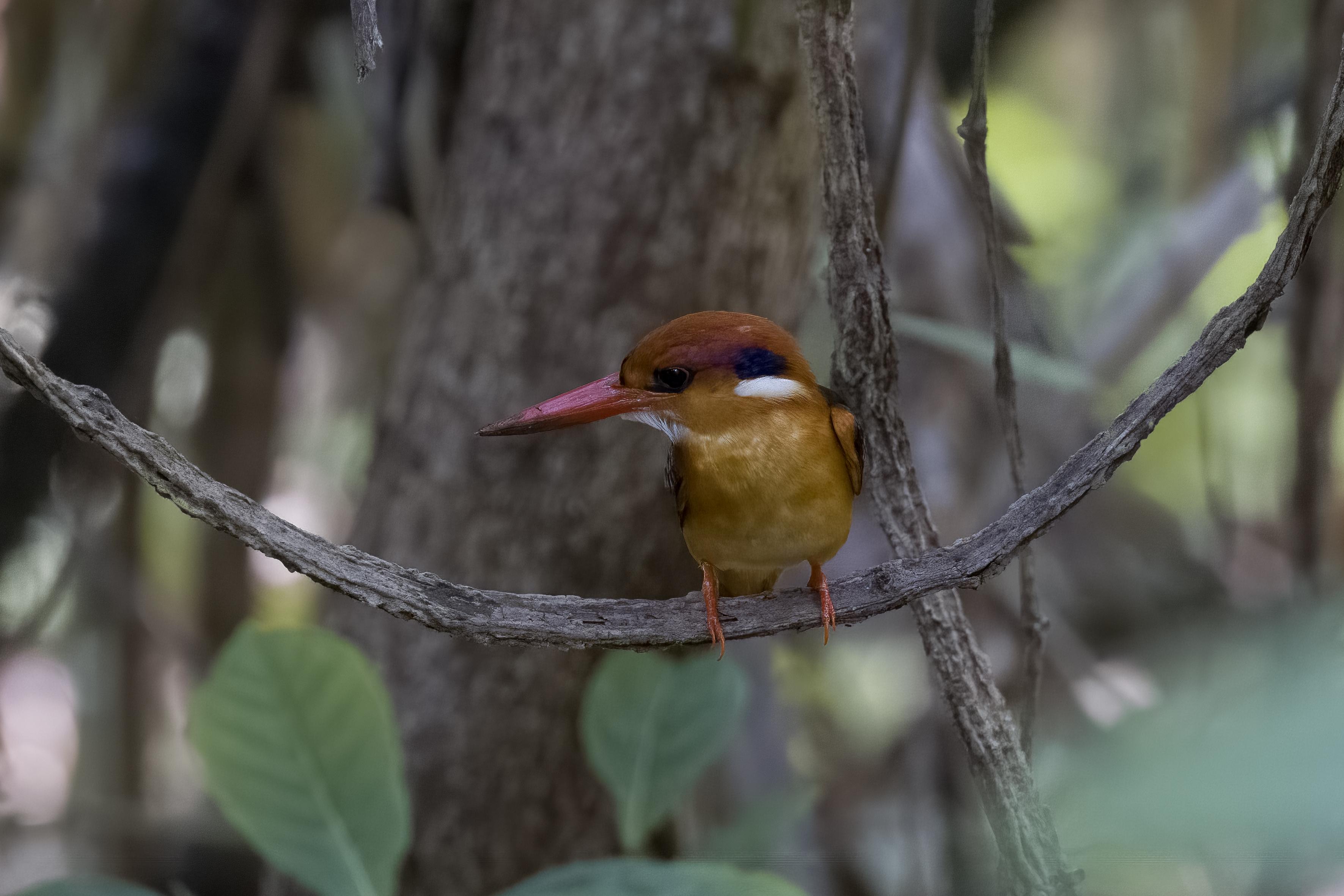 Oriental Dwarf Kingfisher      Goa