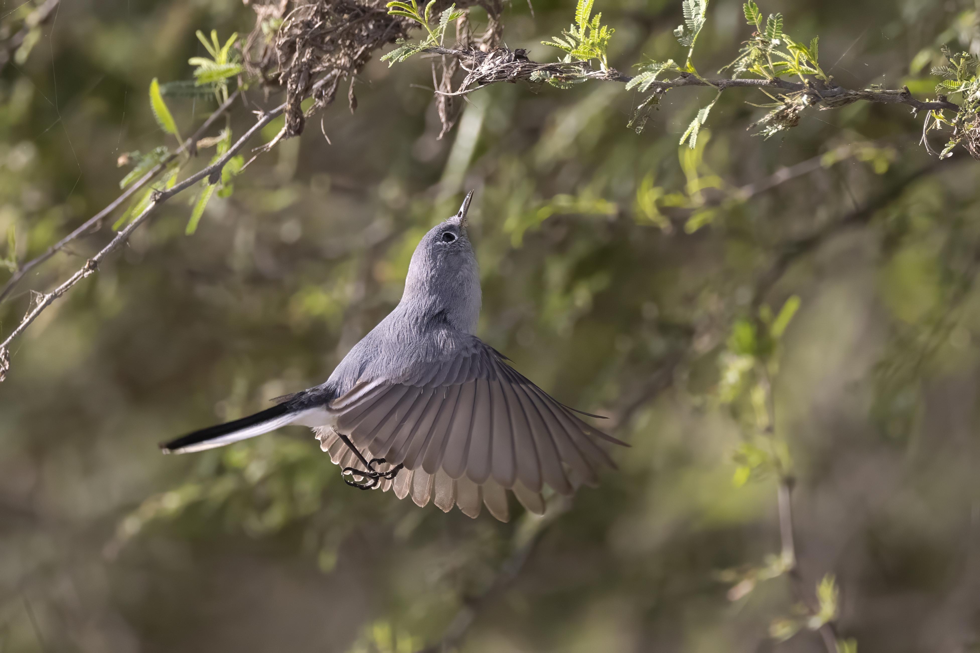 Blue-grey Gnatcatcher.   Cuba