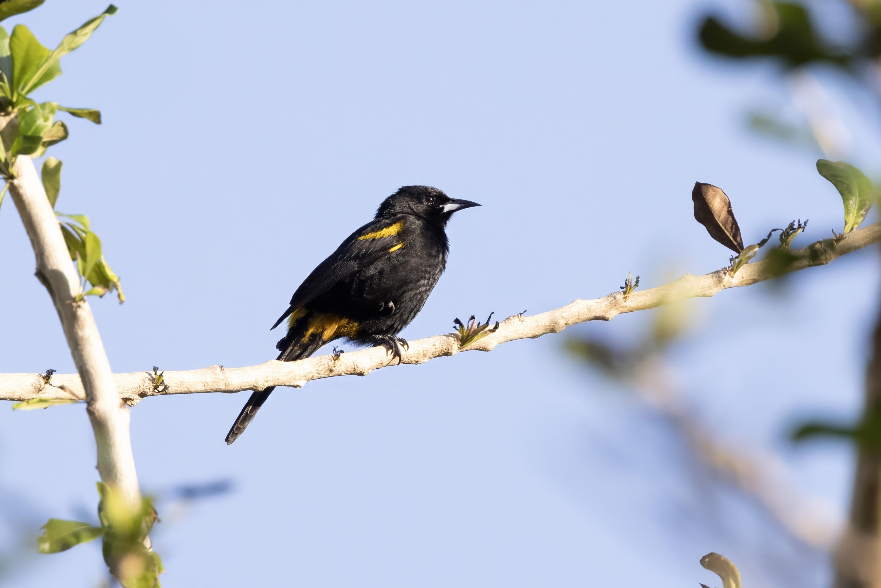 Cuban Oriole.      Cuban endemic
