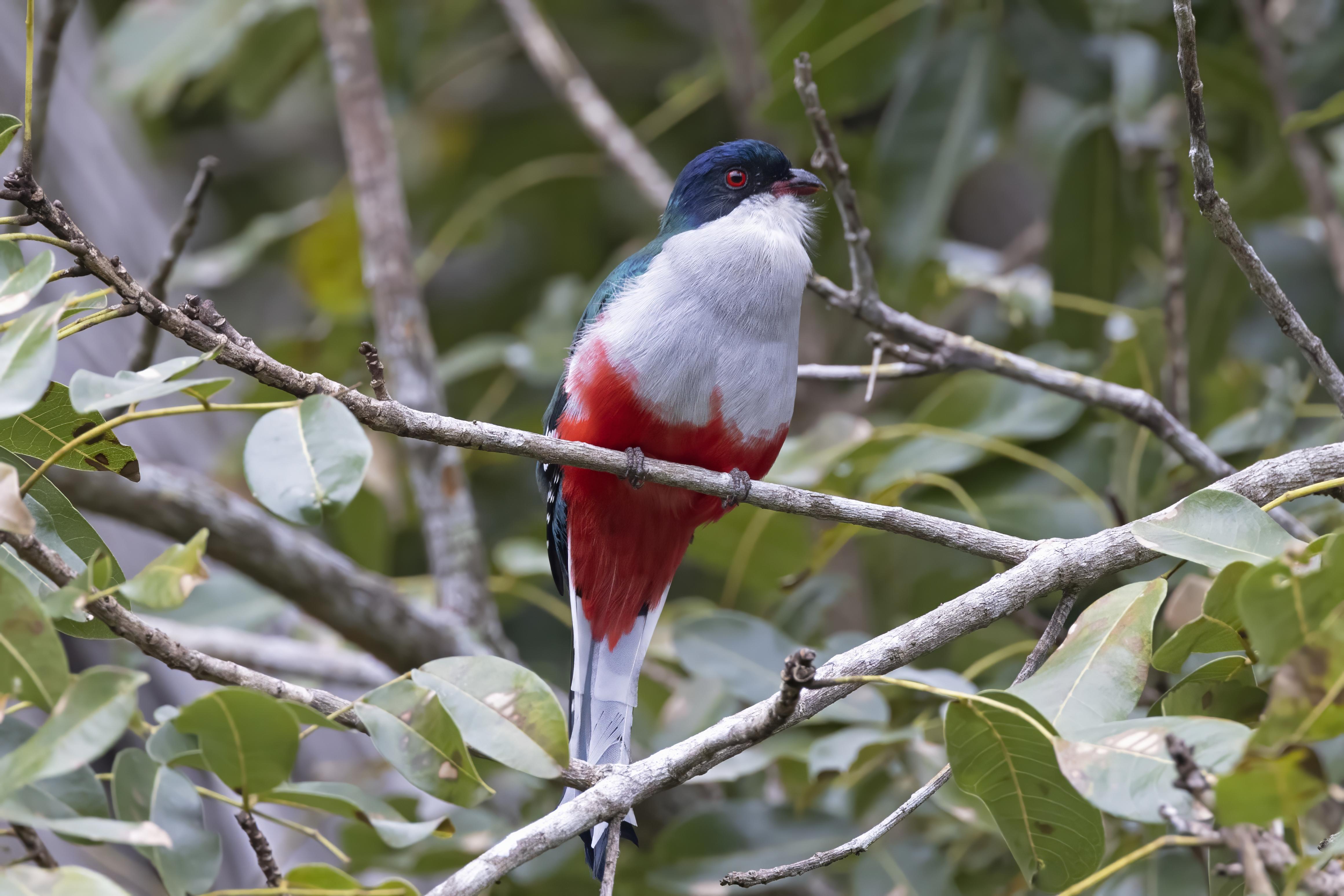 Cuban Trogon    endemic to Cuba