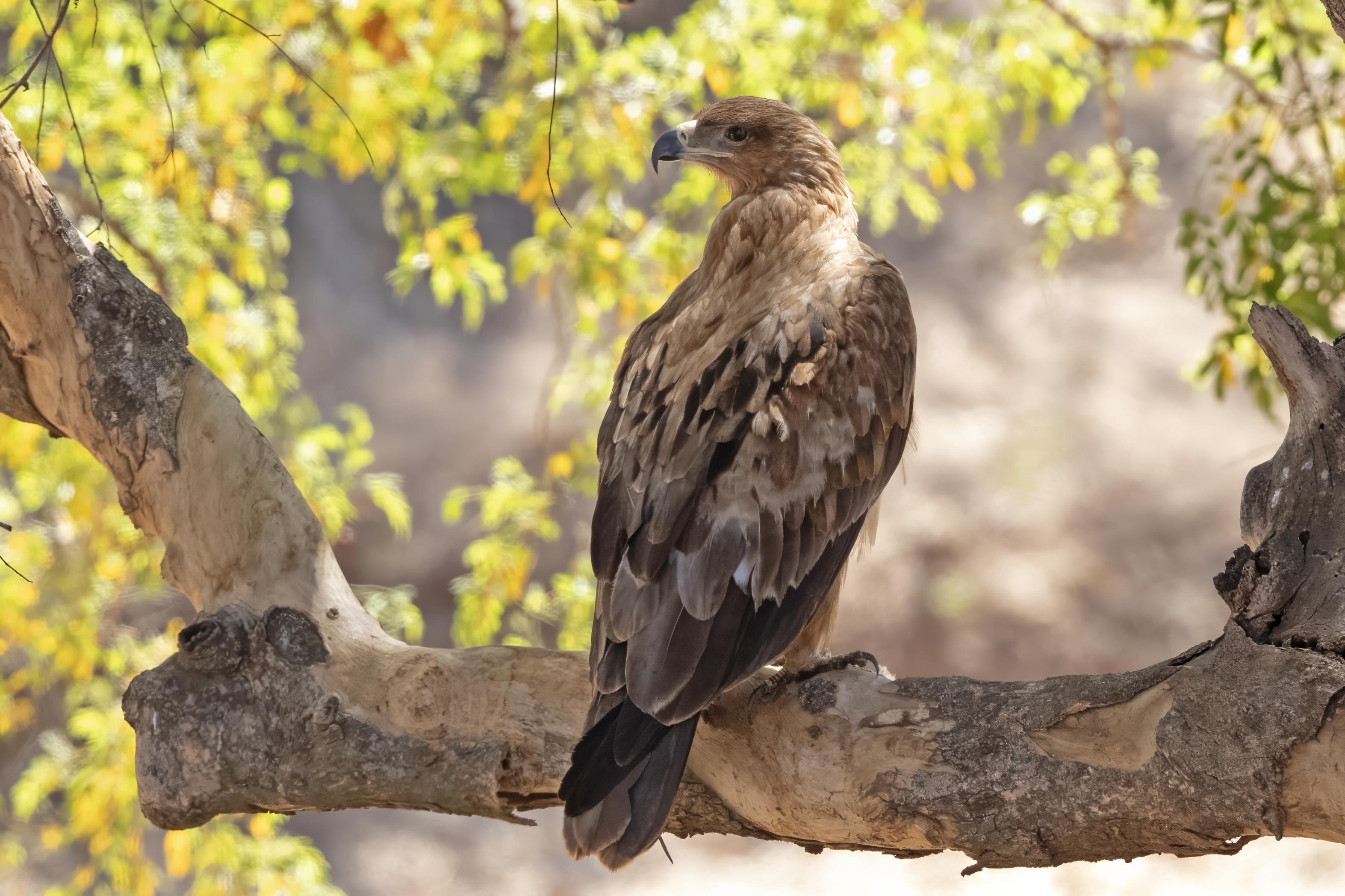 Tawny Eagle   South Africa