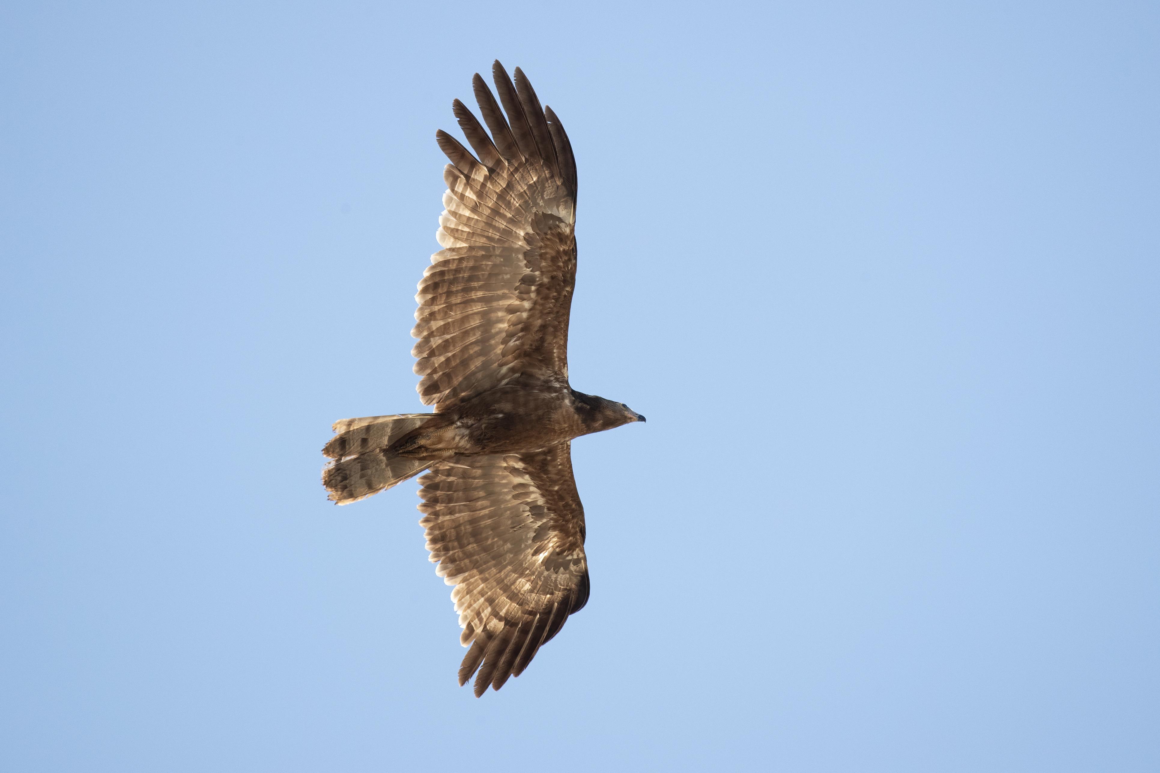 African Harrier-hawk    South Africa