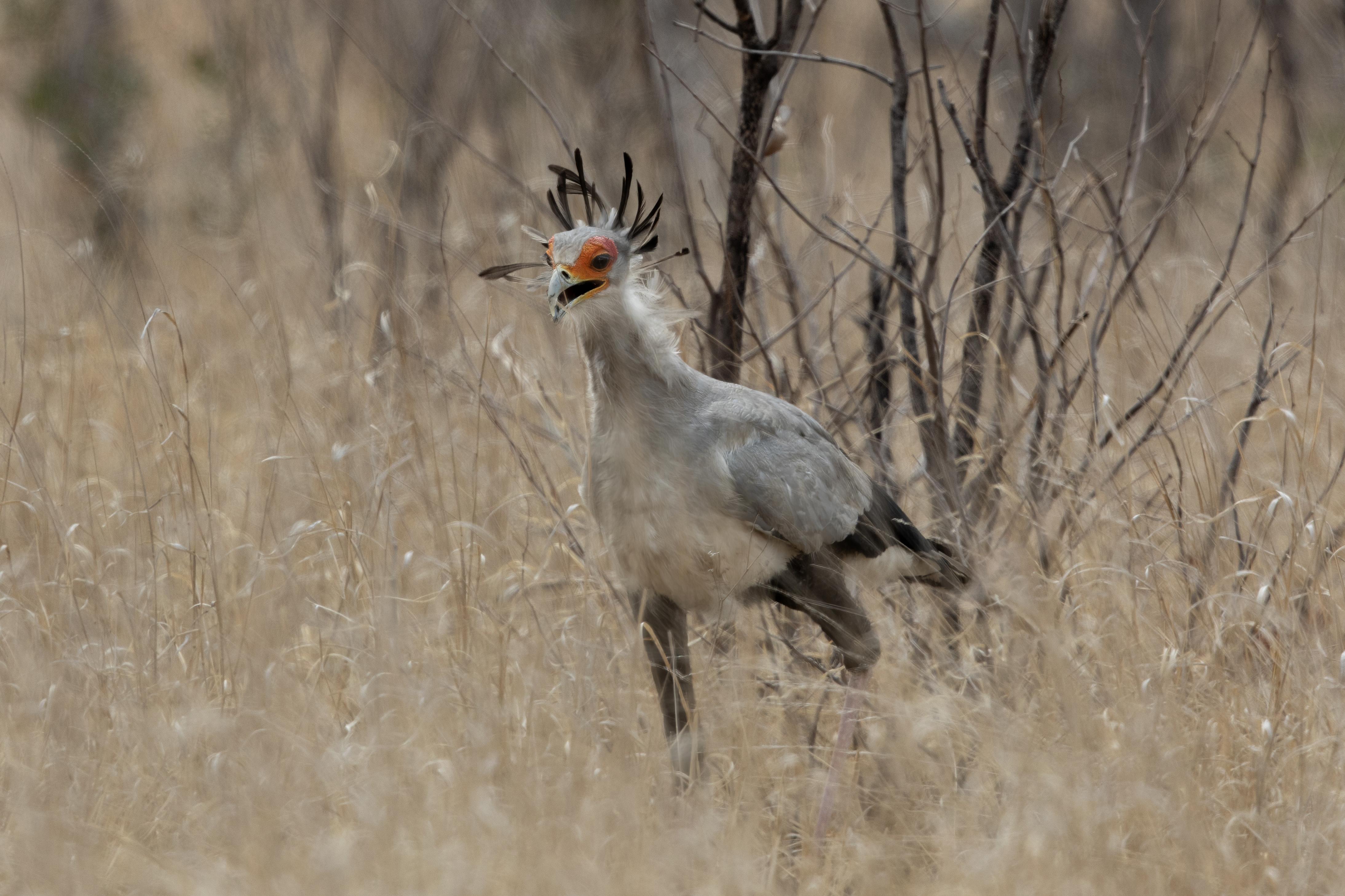 Secretary Bird.    South Africa