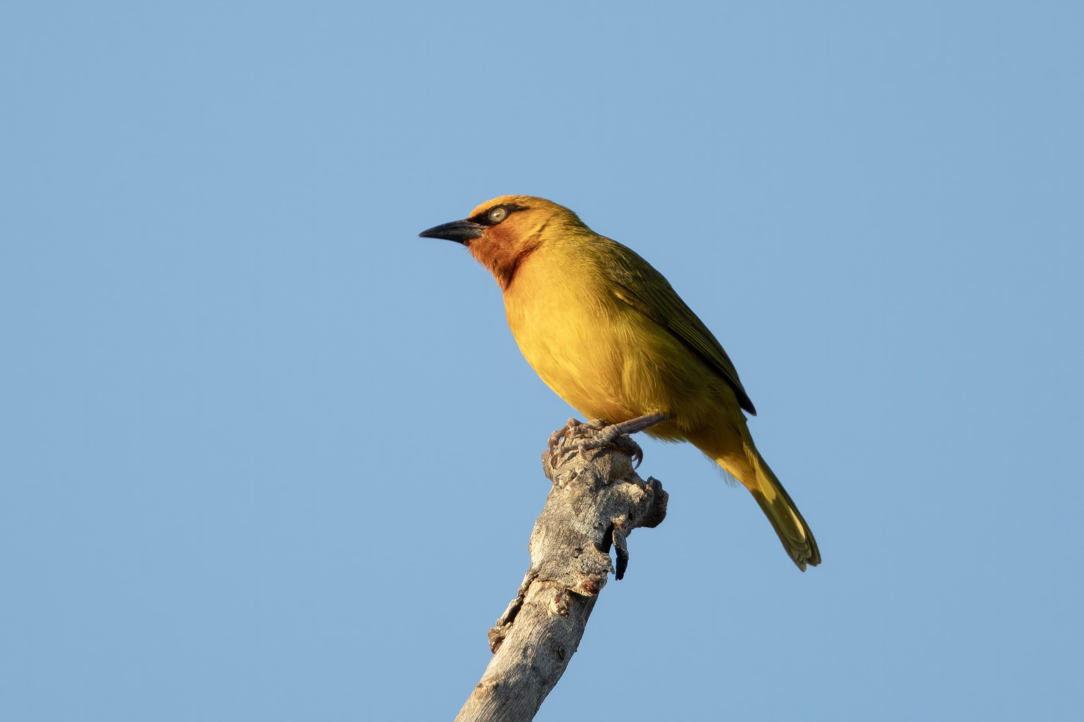 Cape Weaver.     South Africa