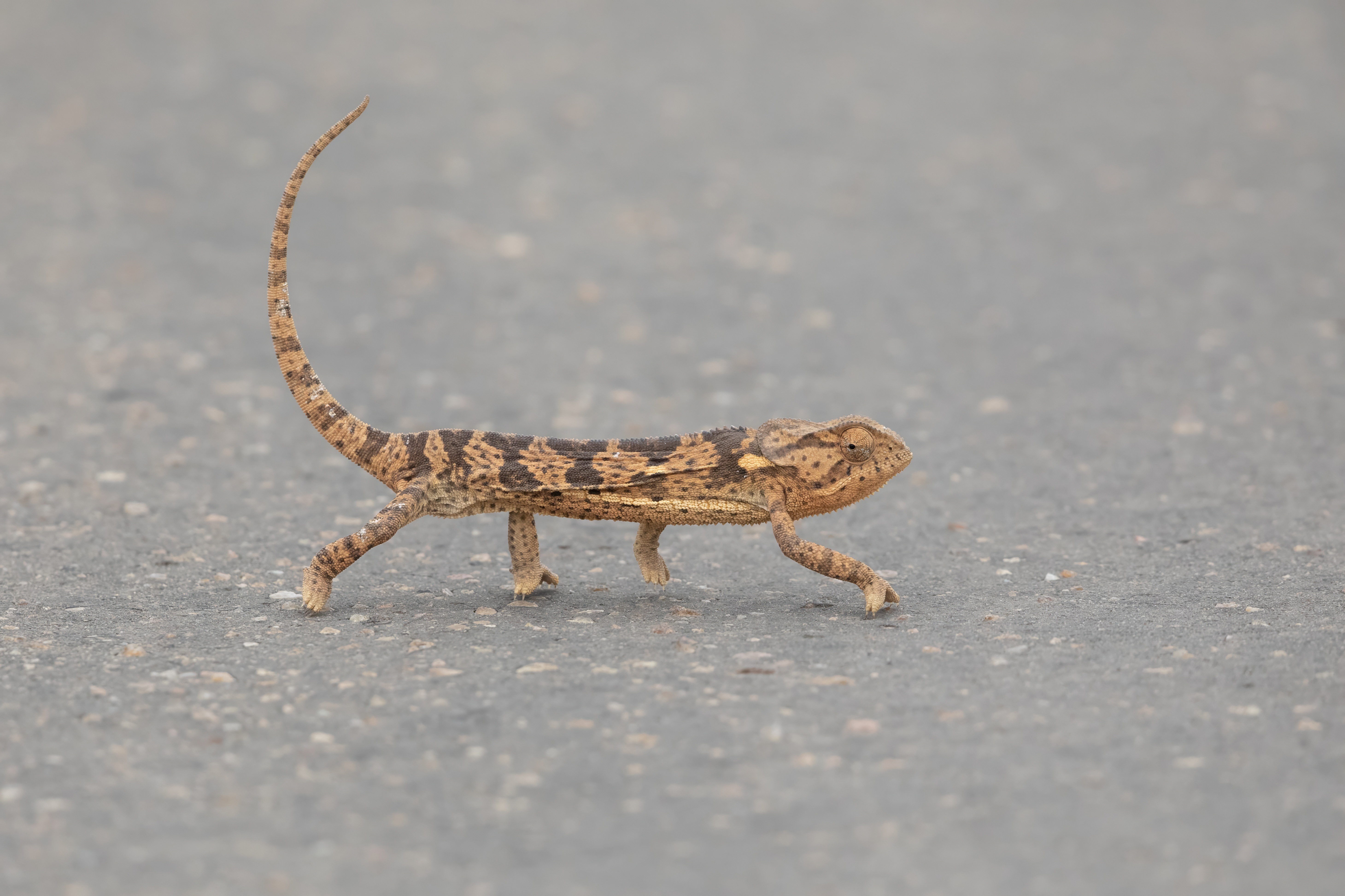 Chameleon.   South Africa