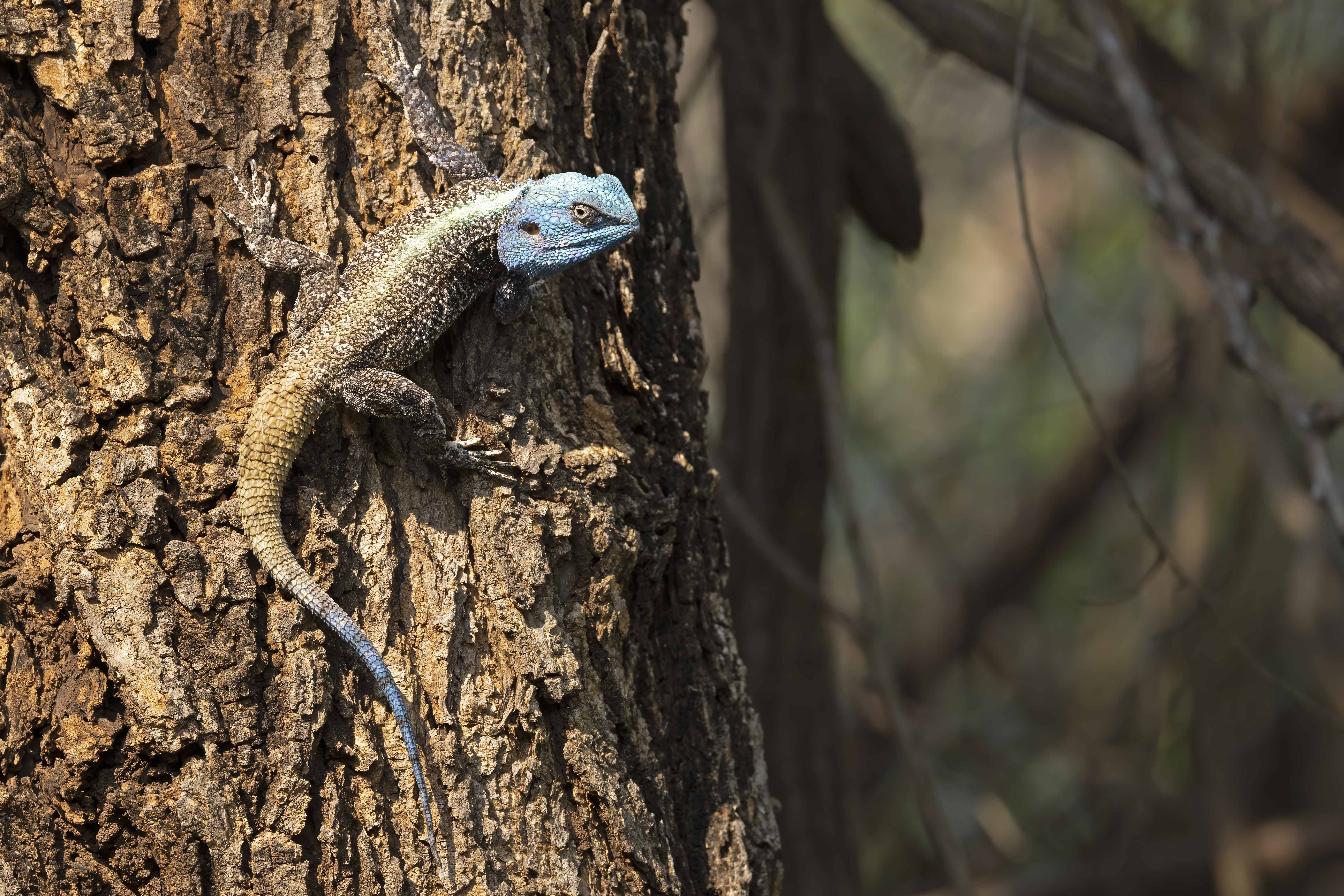 Southern Tree Agama Lizard.   South Africa