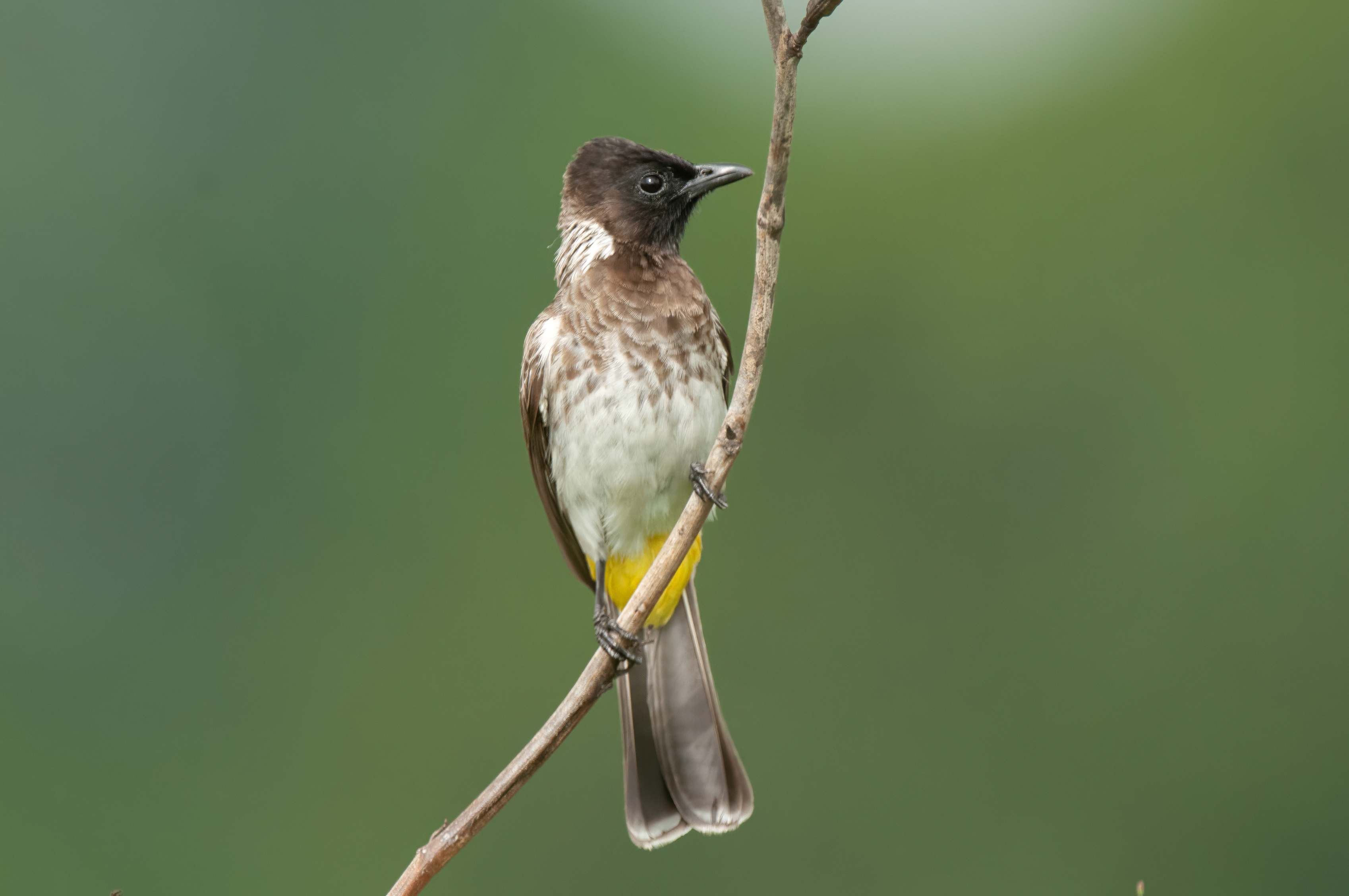 Common Bulbul.   Kenya