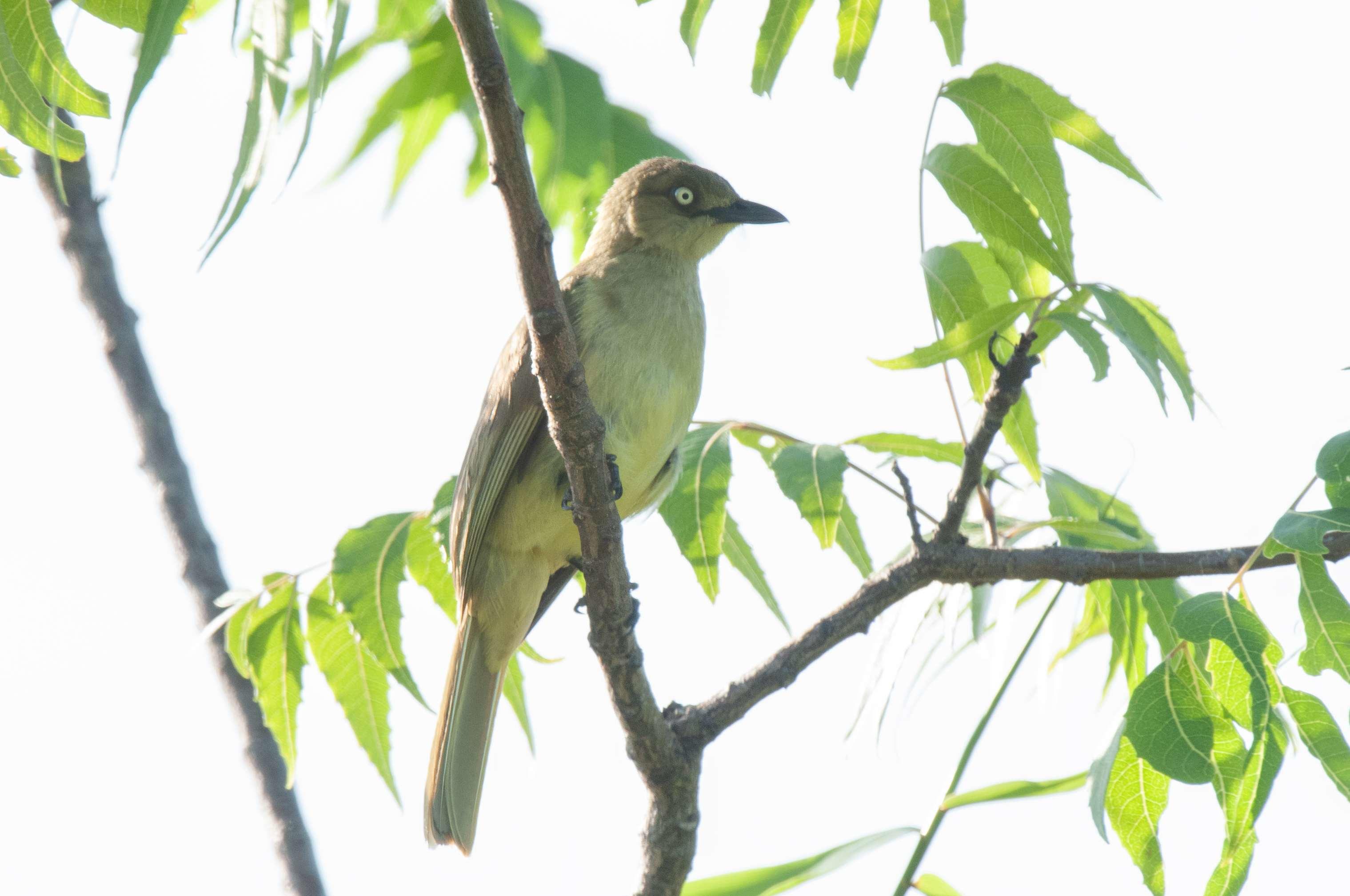 Zanzibar Sombre Greenbul    Kenya