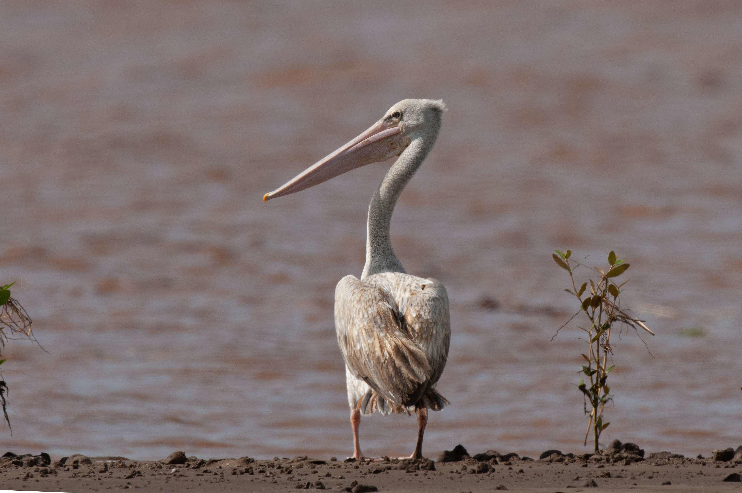 Pink-backed Pelican.  Kenya