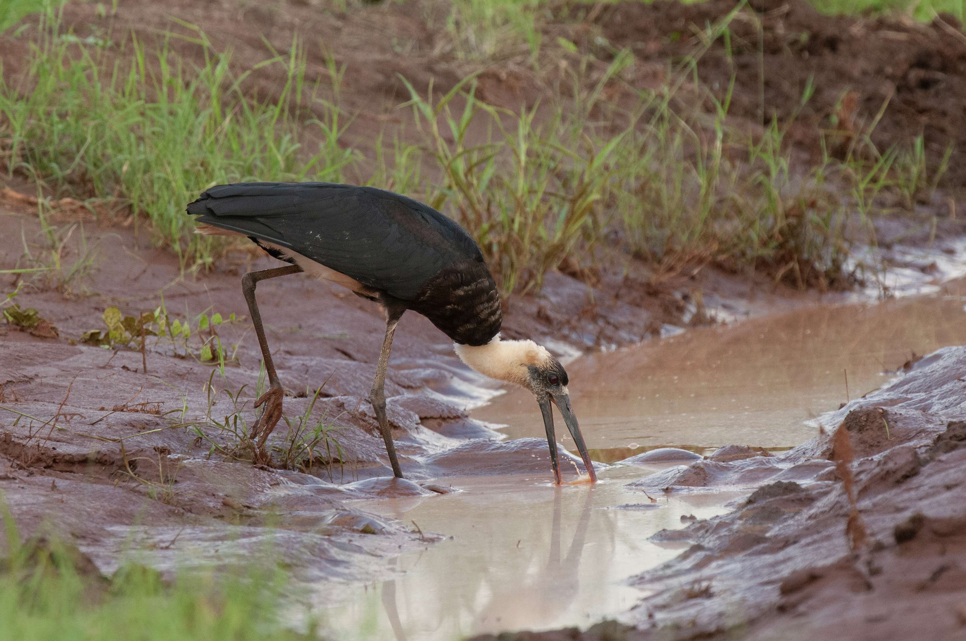 Wooly-necked Stork    Kenya