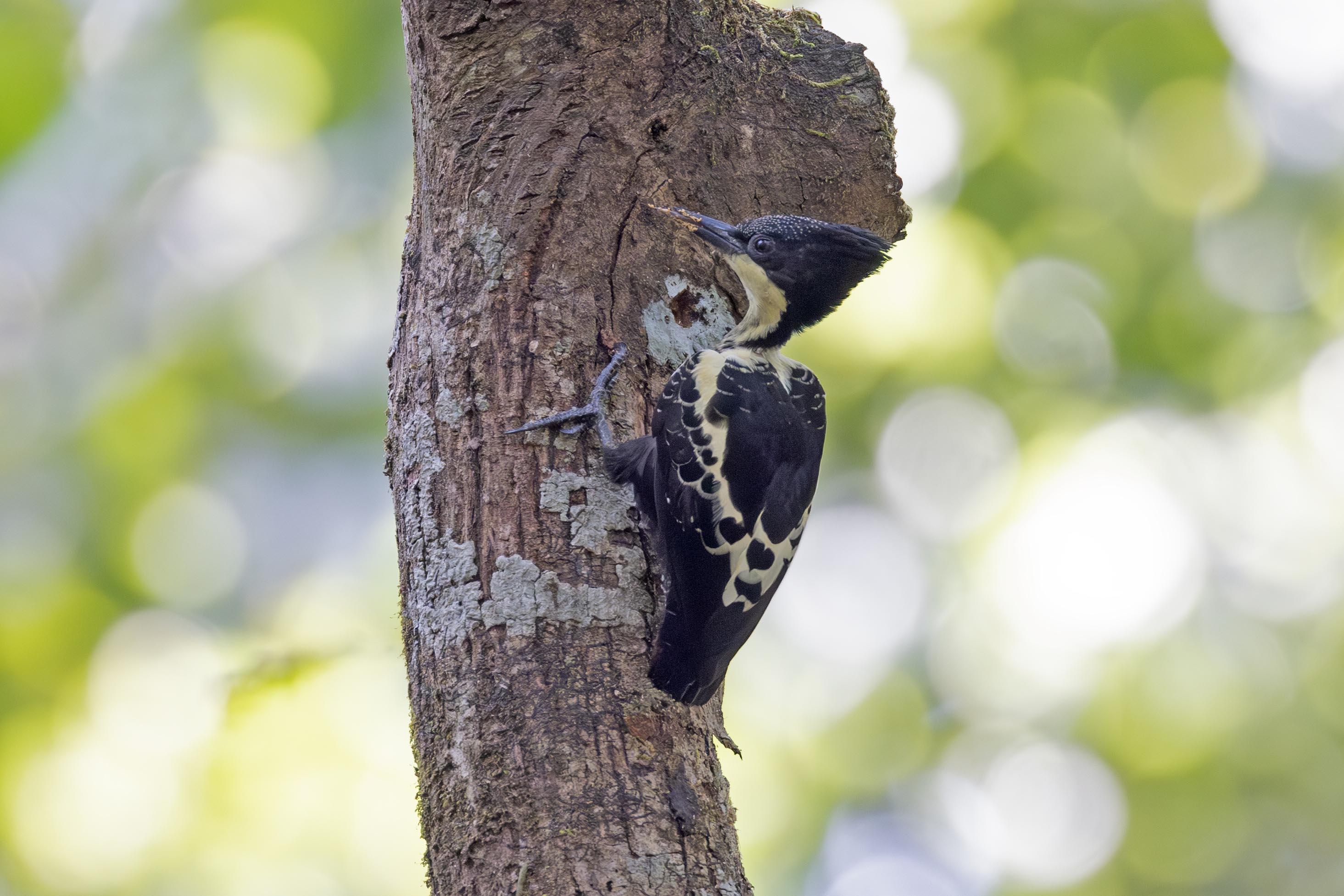Heart-spotted Woodpecker.   Goa