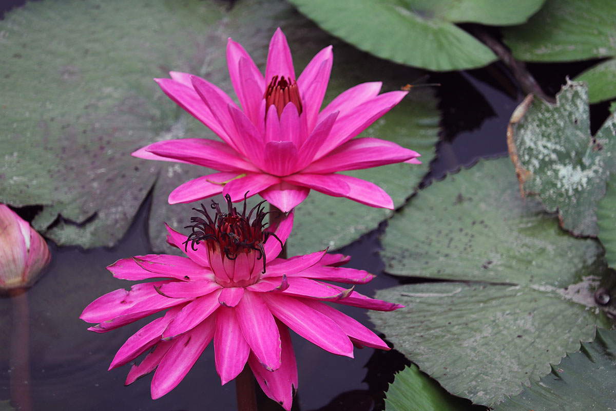 lotus flowers.jpg
