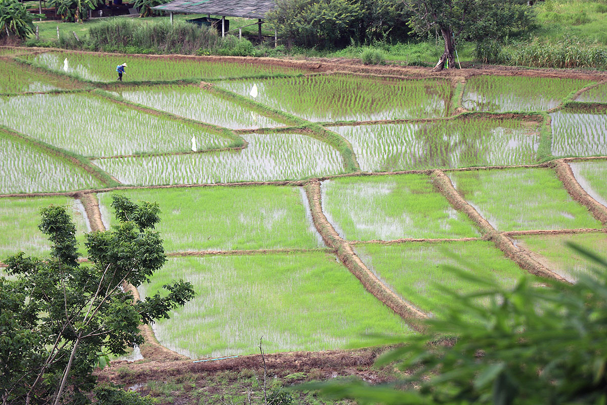 in the fields.jpg