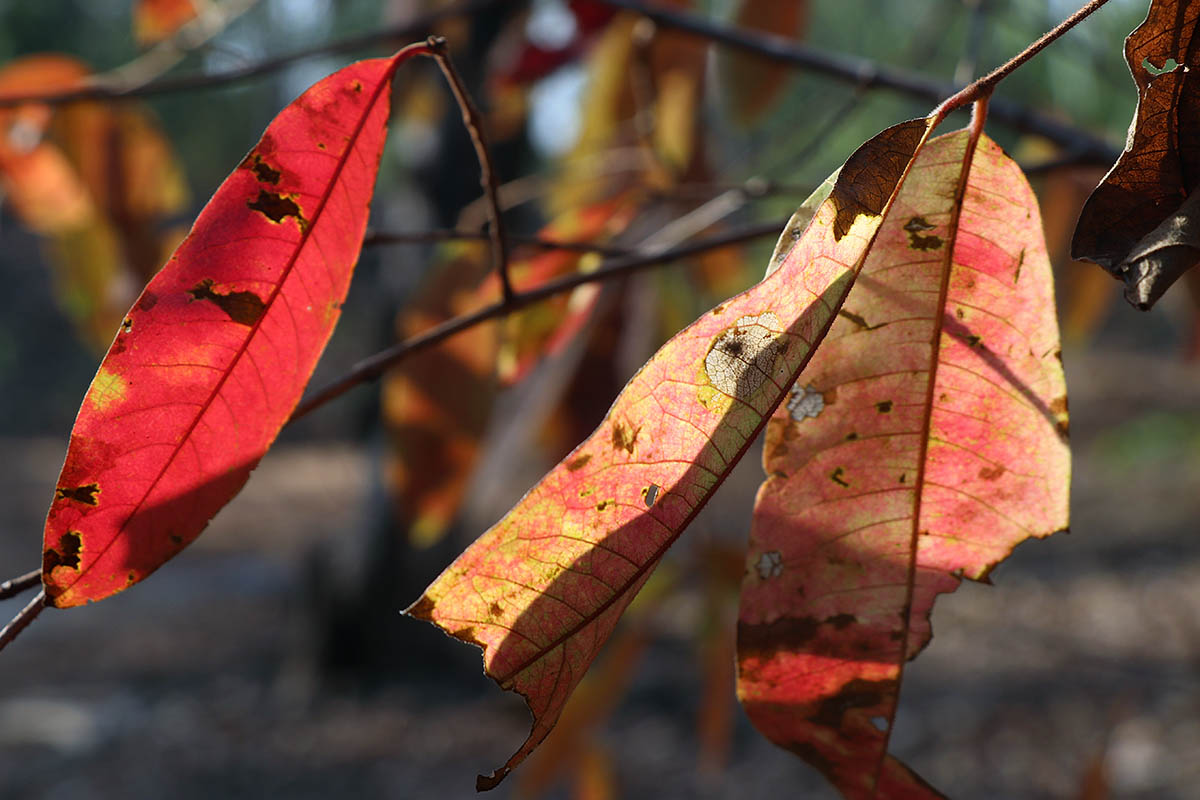 dry season foliage.jpg