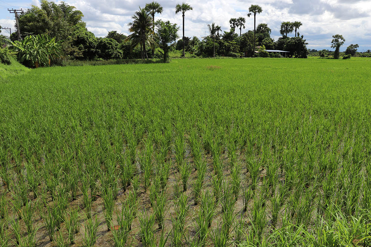 rice field.jpg