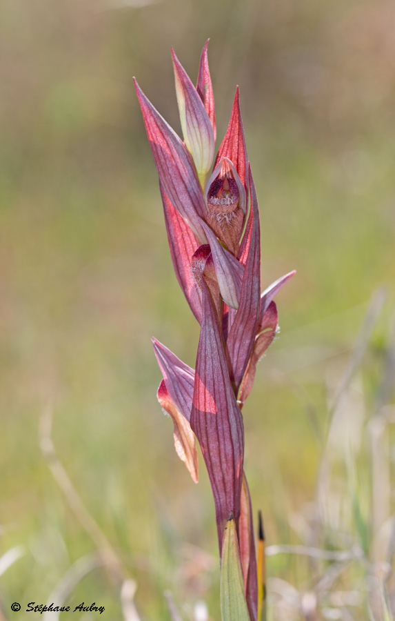 Serapias vomeracea