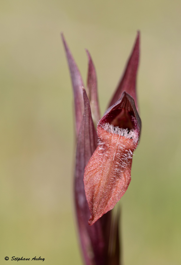 Serapias vomeracea