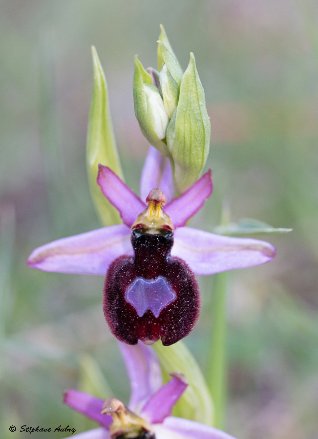 Ophrys aurelia