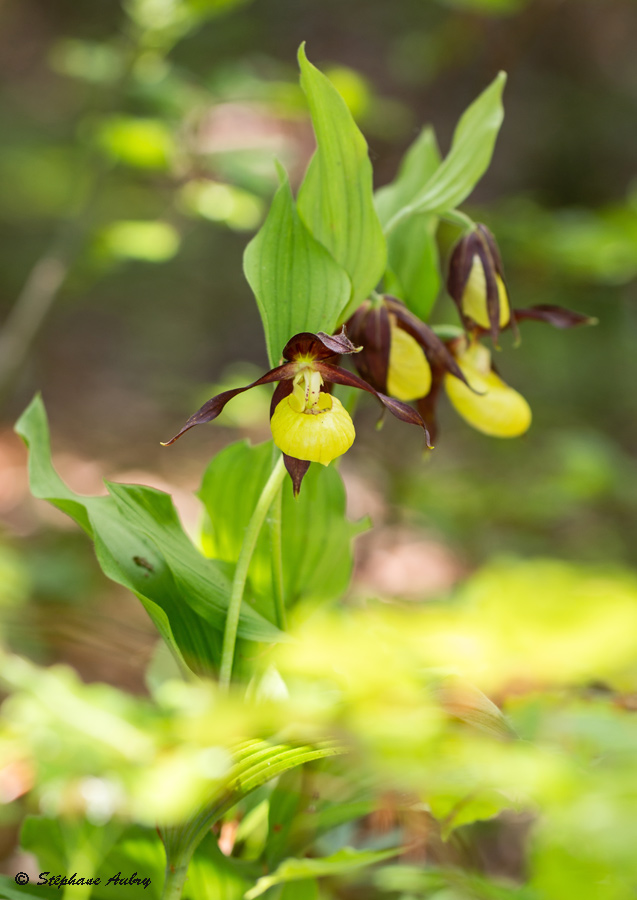 Cypripedium calceolus