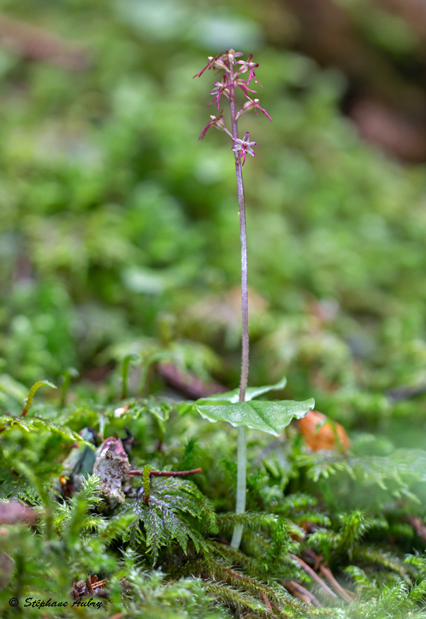 Neottia cordata