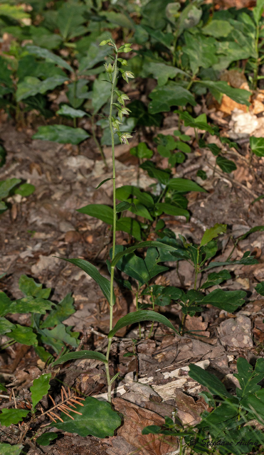 Epipactis muelleri