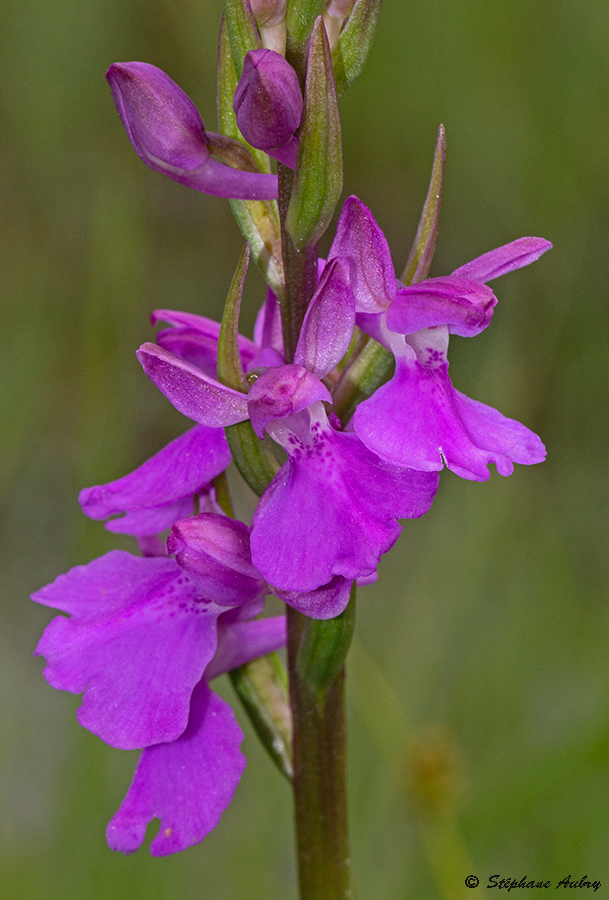 Anacamptis palustris