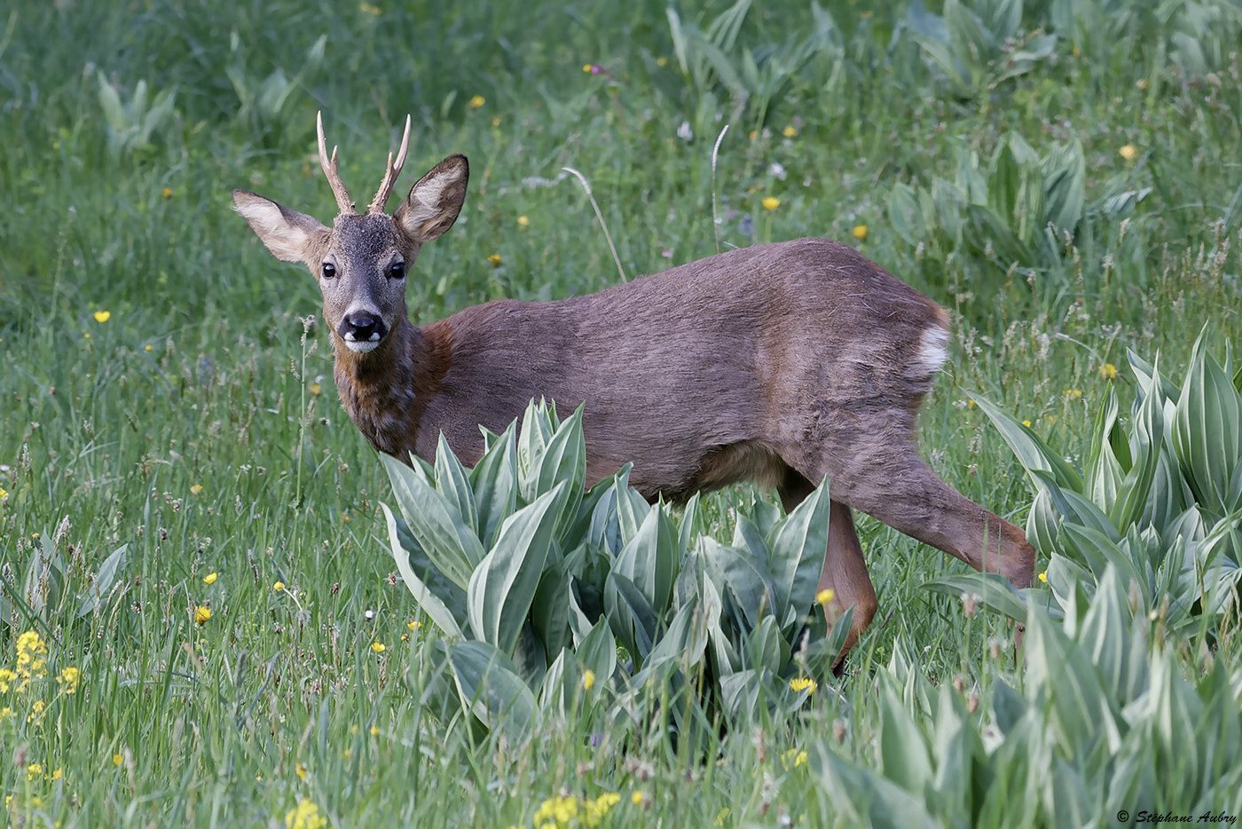 Chevreuil, Capreolus capreolus