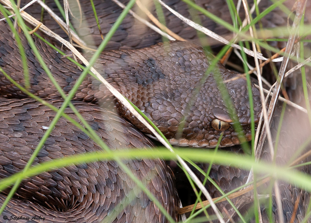 Vipre aspic, Vipera aspis aspis