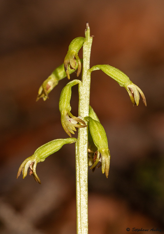 Corallorhiza trifida