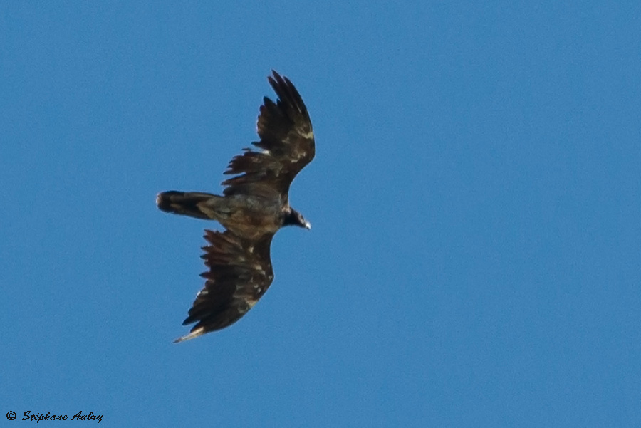 Gypate barbu, Gypaetus barbatus