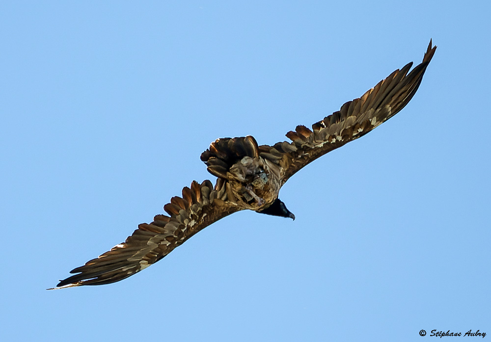 Gypate barbu, Gypaetus barbatus