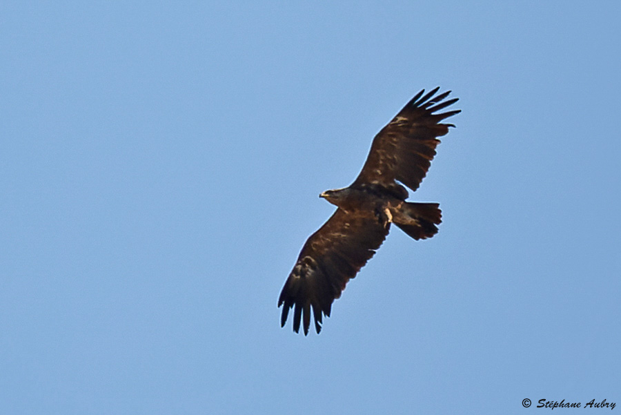 Aigle pomarin, Clanga pomarina