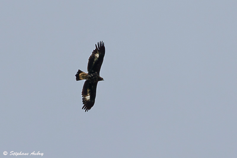 Aigle royal, Aquila chrysaetos