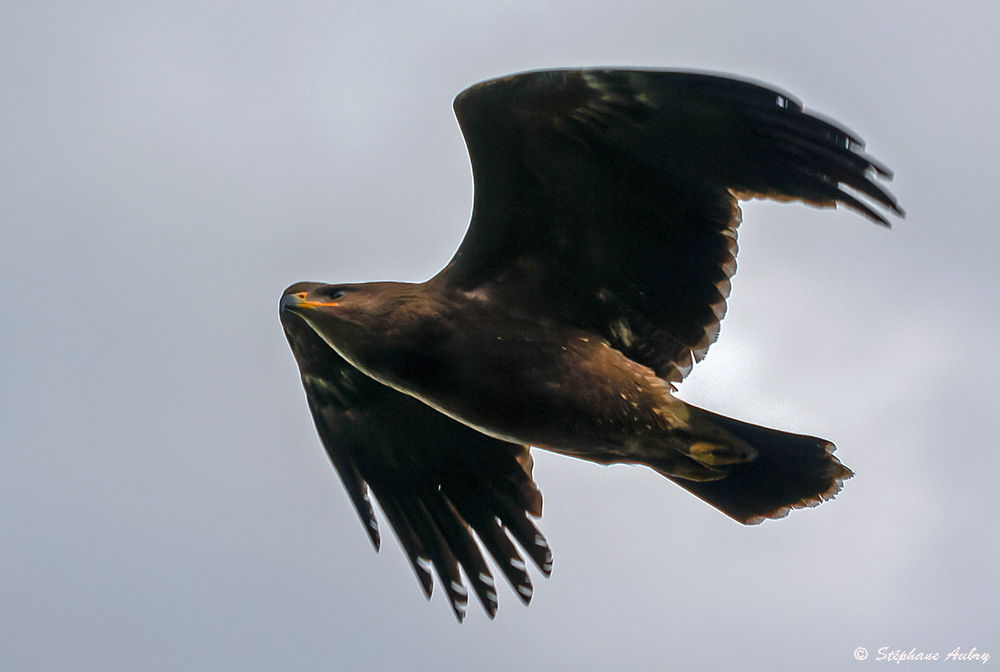 Aigle pomarin, Clanga pomarina